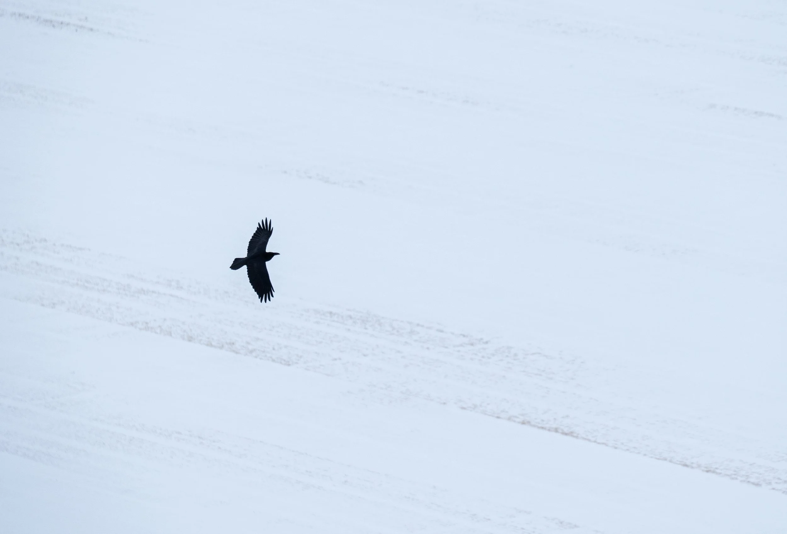 Raven with field landscape.jpg