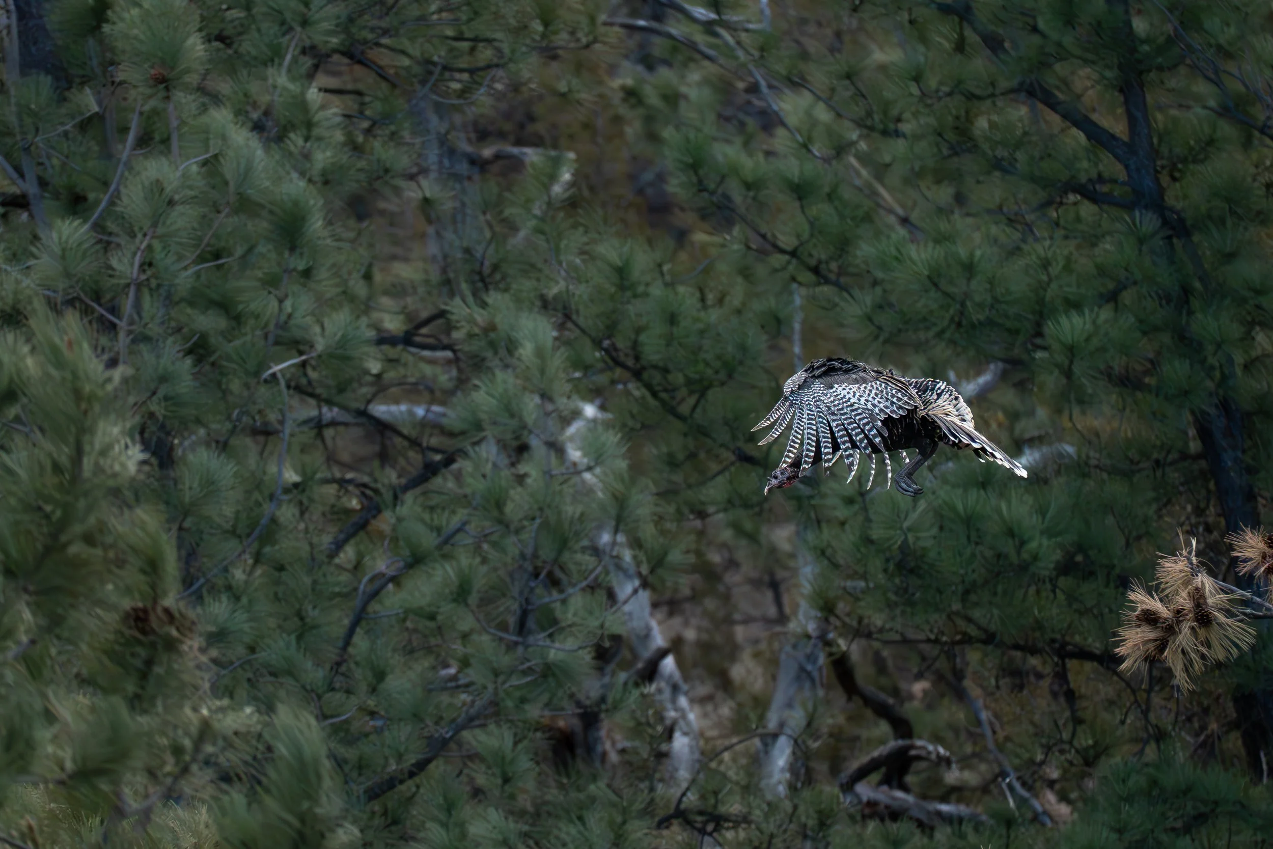 Eye level turkey flying down.jpg