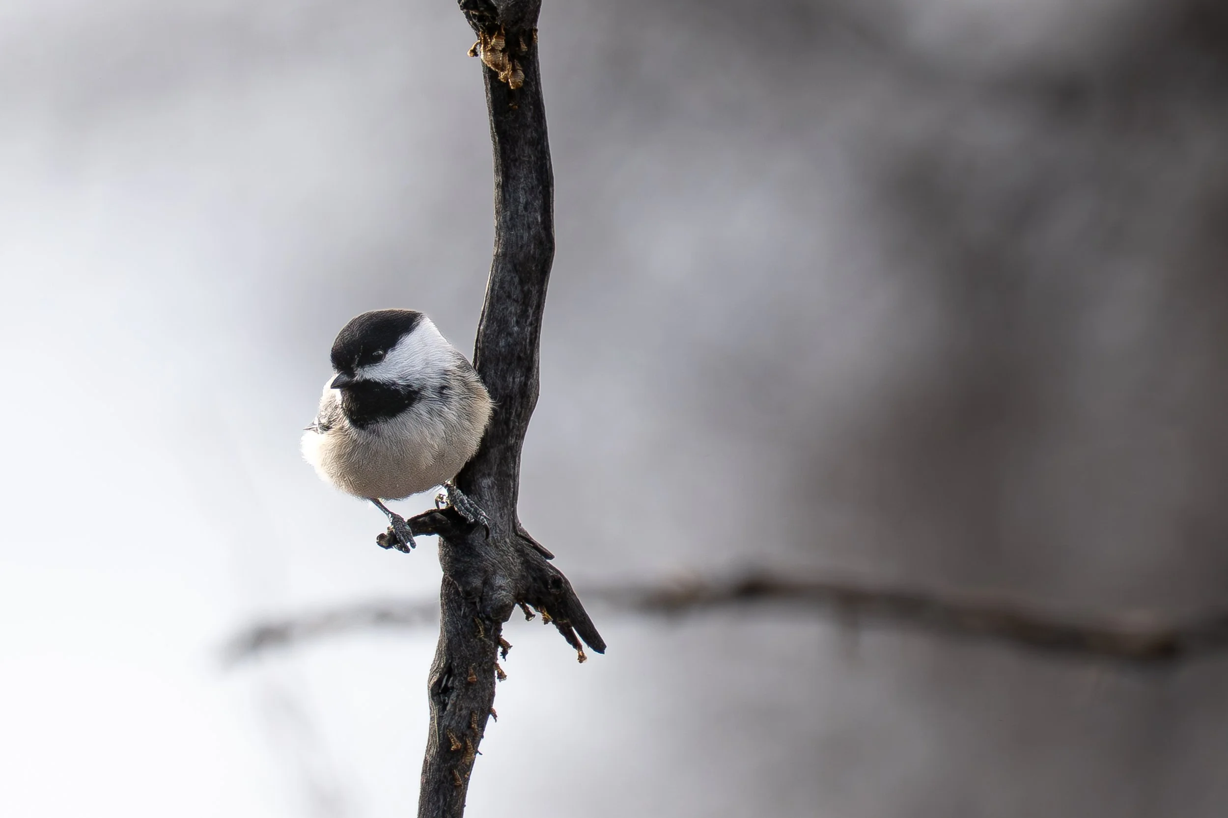 "Creek Bottom Chickadee"