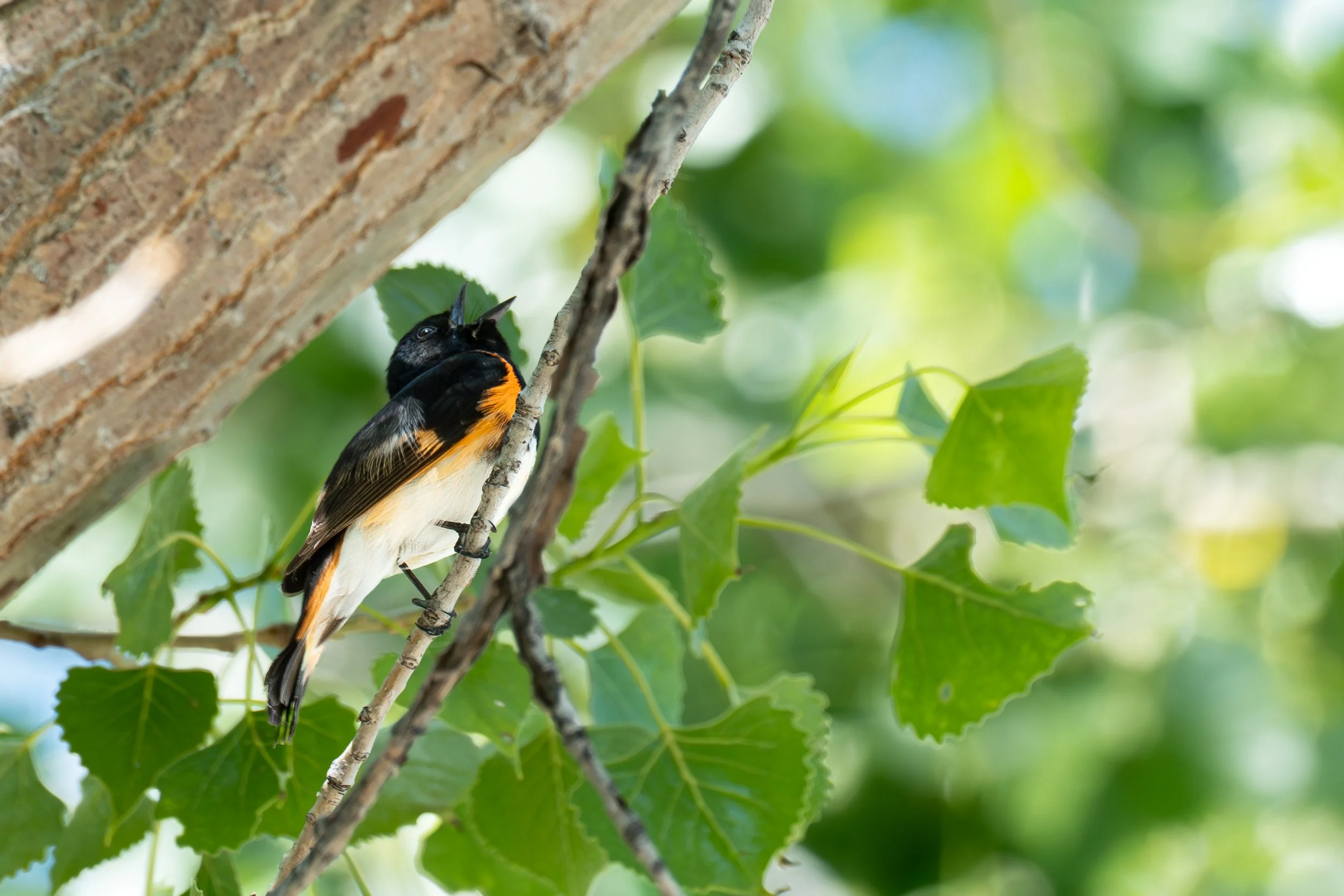 A. Redstart calling again better.jpg