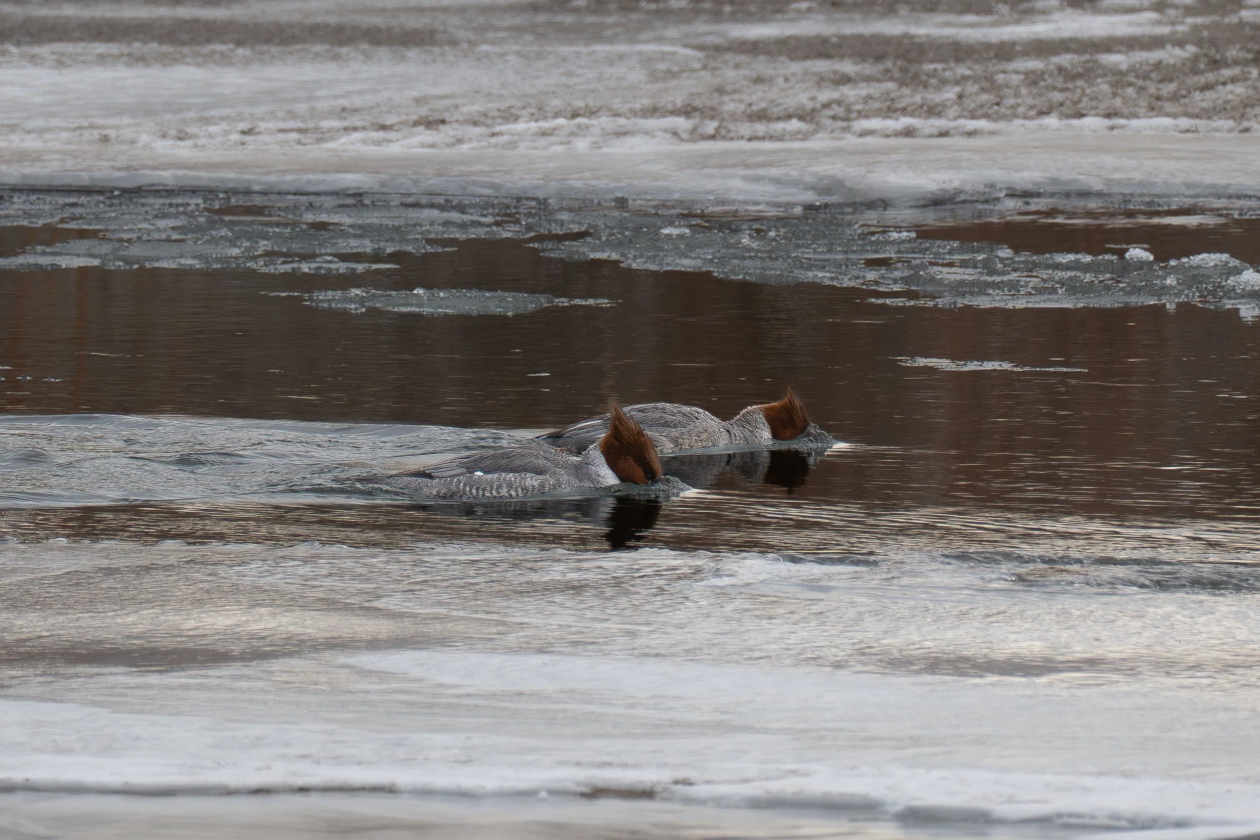 Common Mergandsers heads in waters.jpg