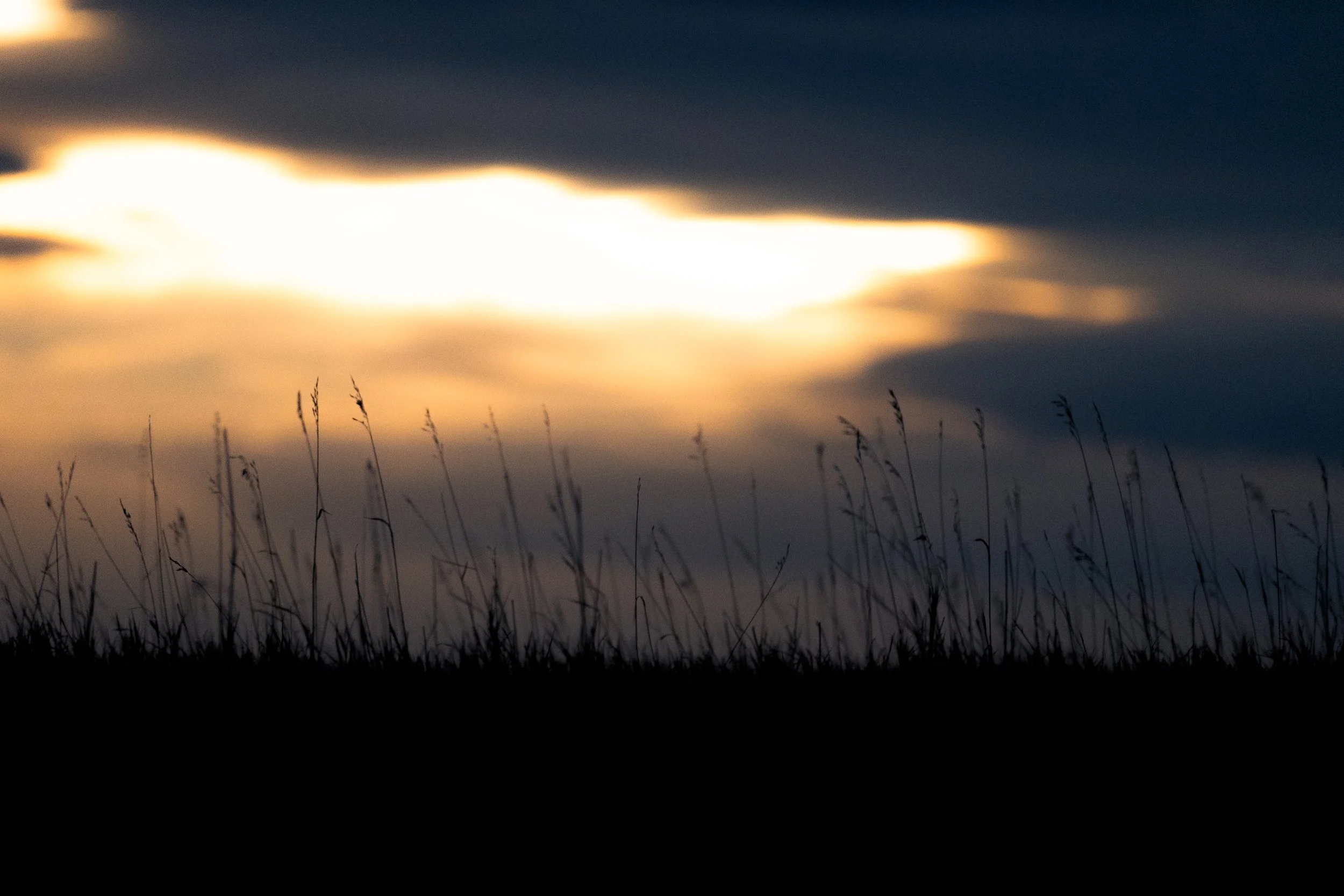 Sunset Grass.jpg