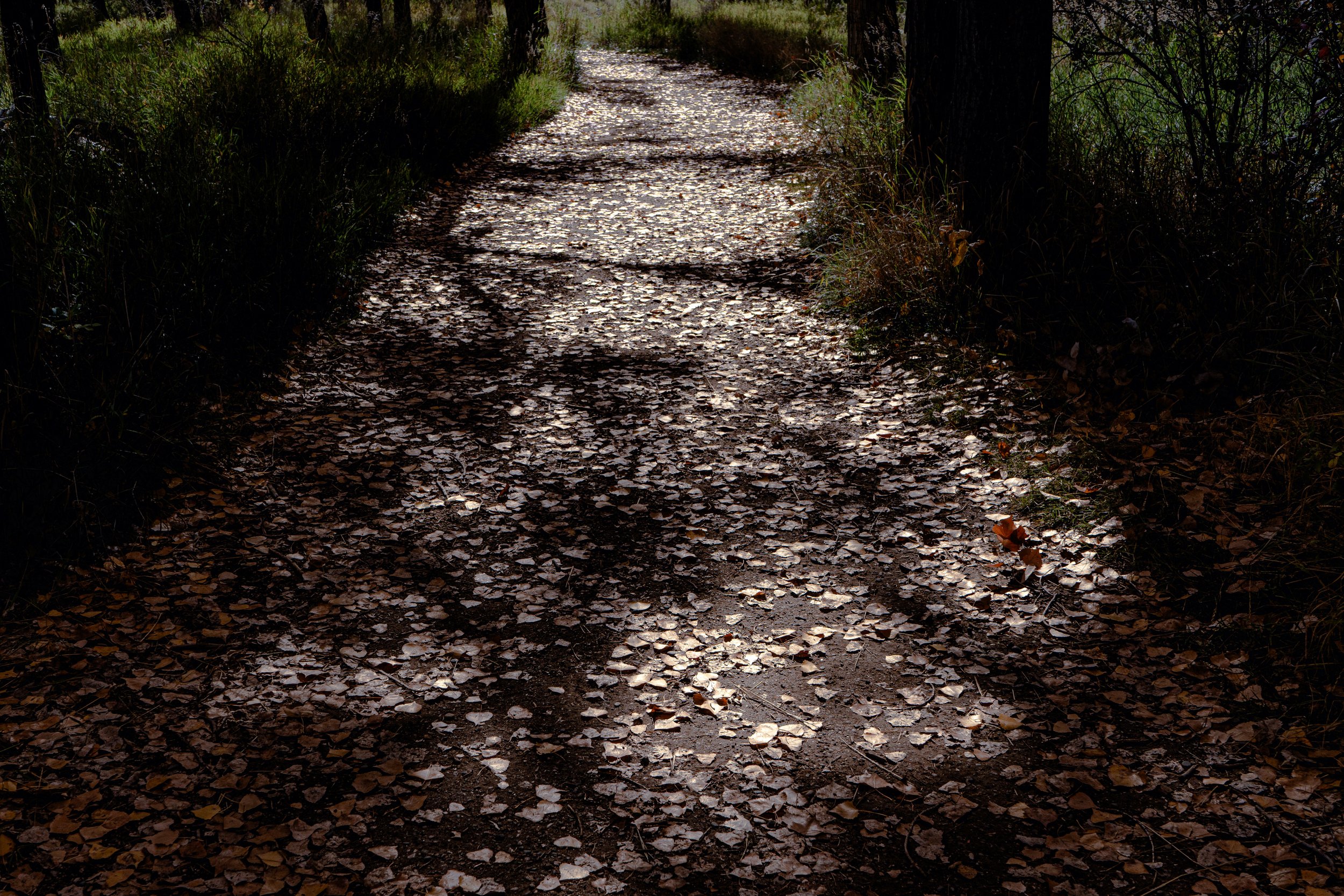 A Trail Full of Leaves