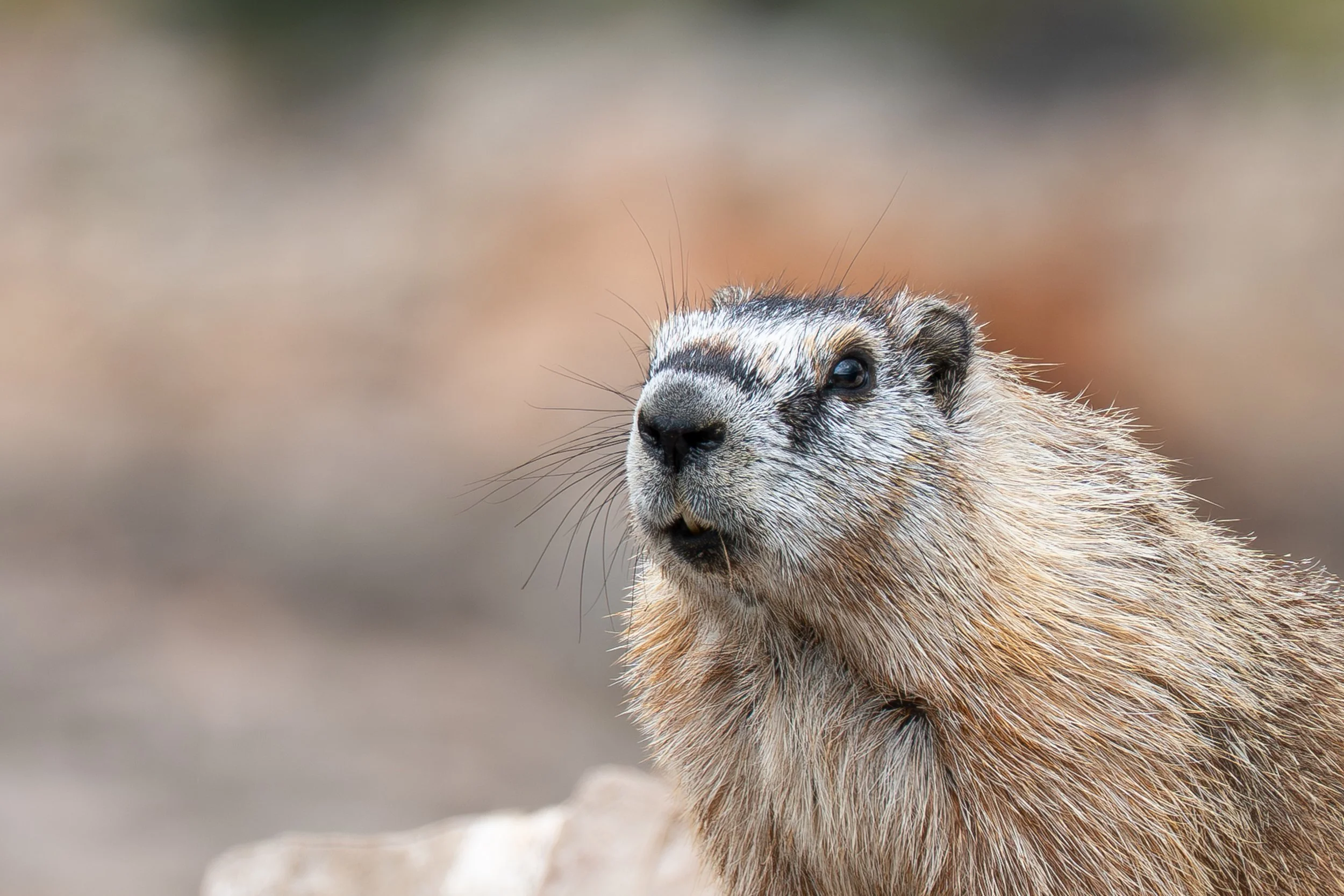 B. Marmot looking back at me detailed.jpg