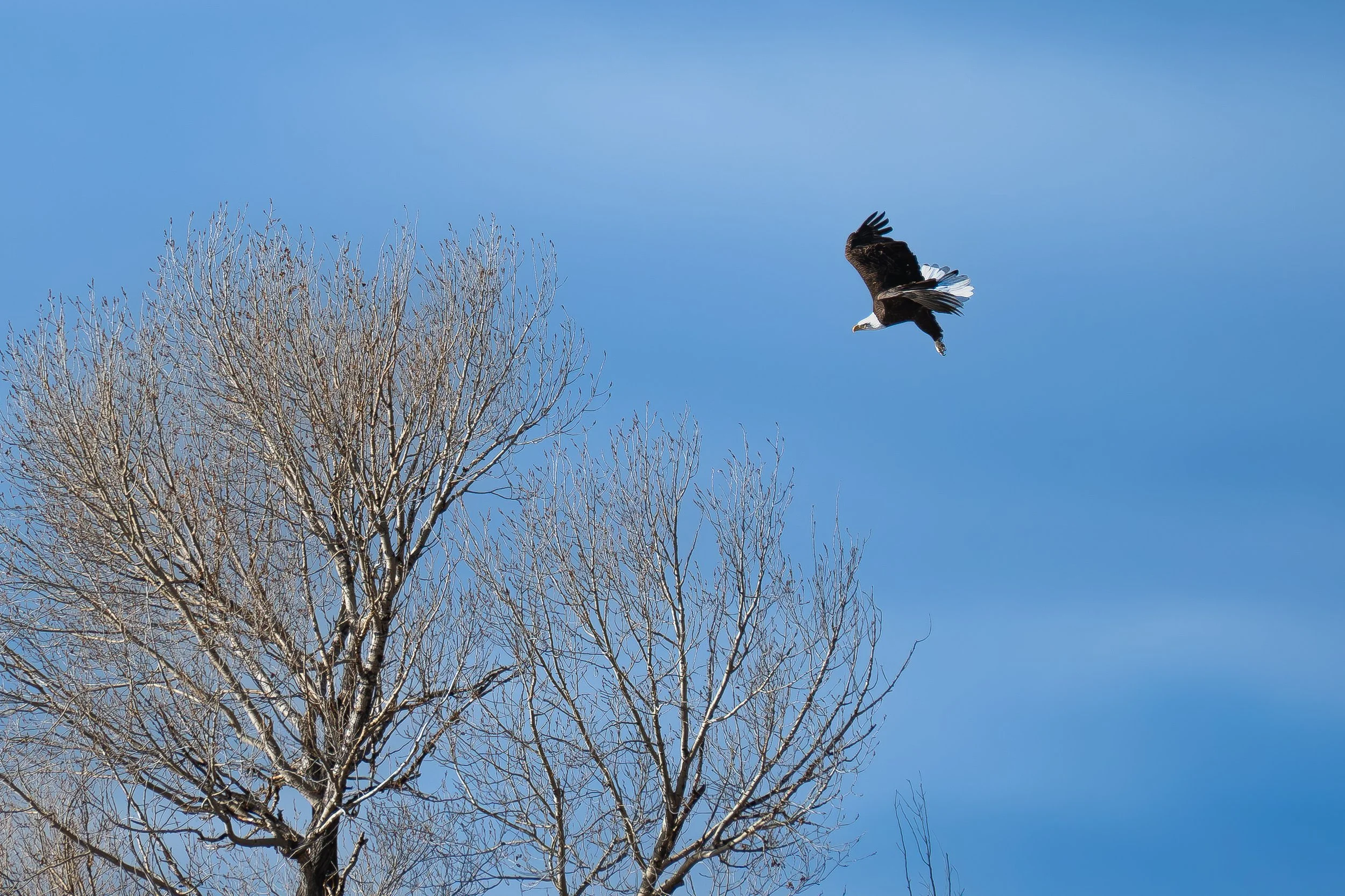 Eagle flying with feet out.jpg