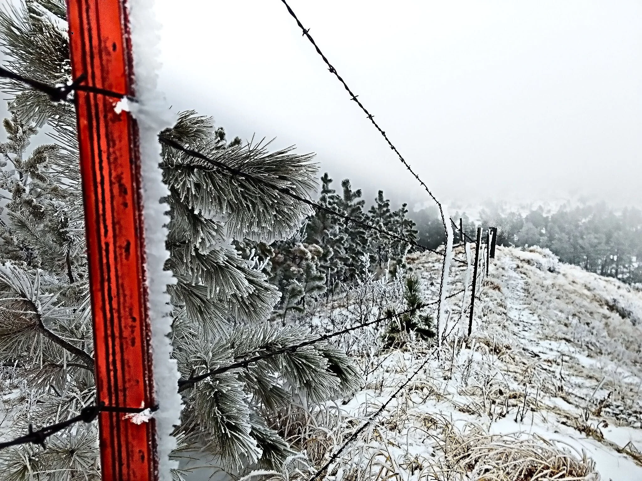 Icy Fenceline.jpg