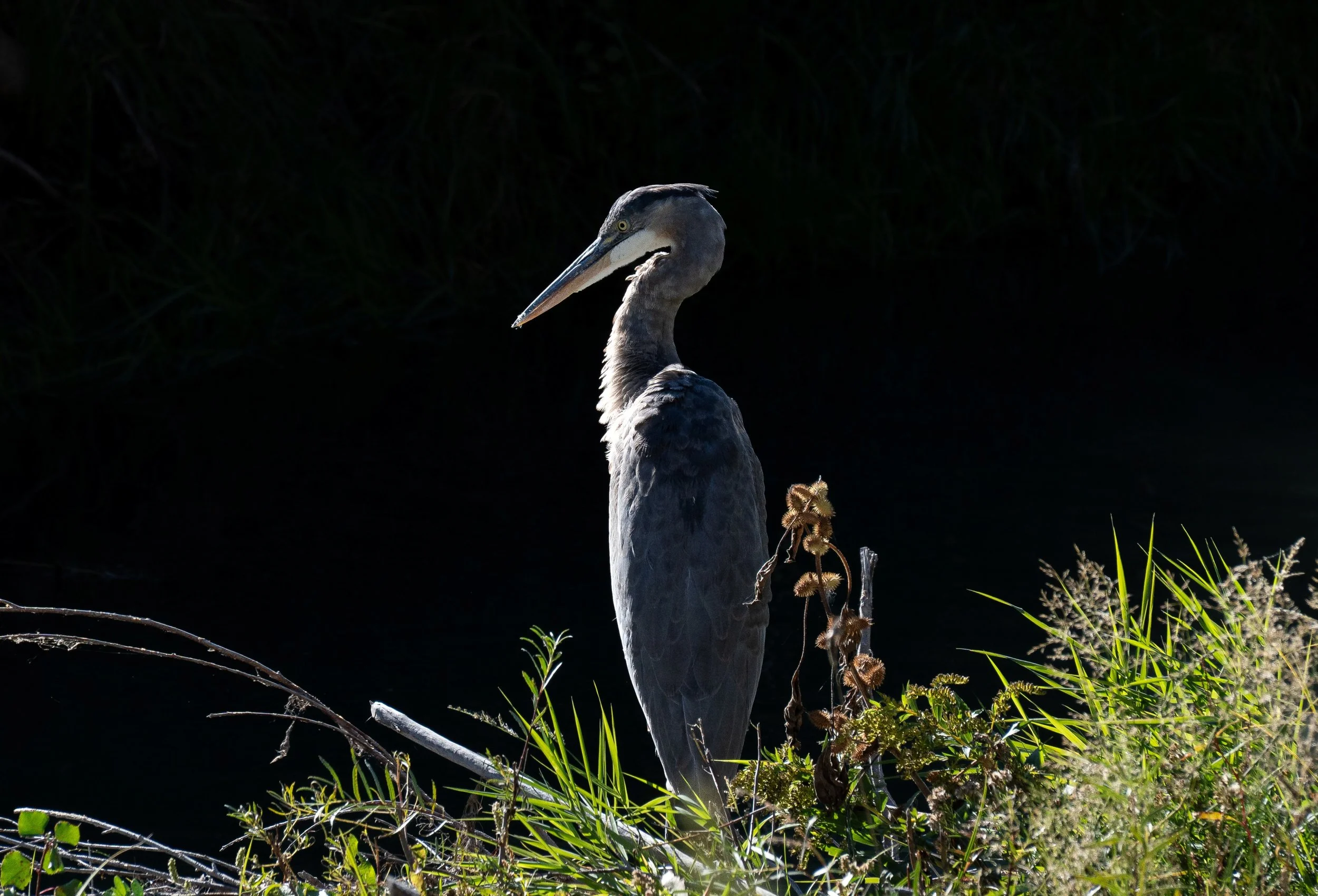 "Standing in the Sunlight"