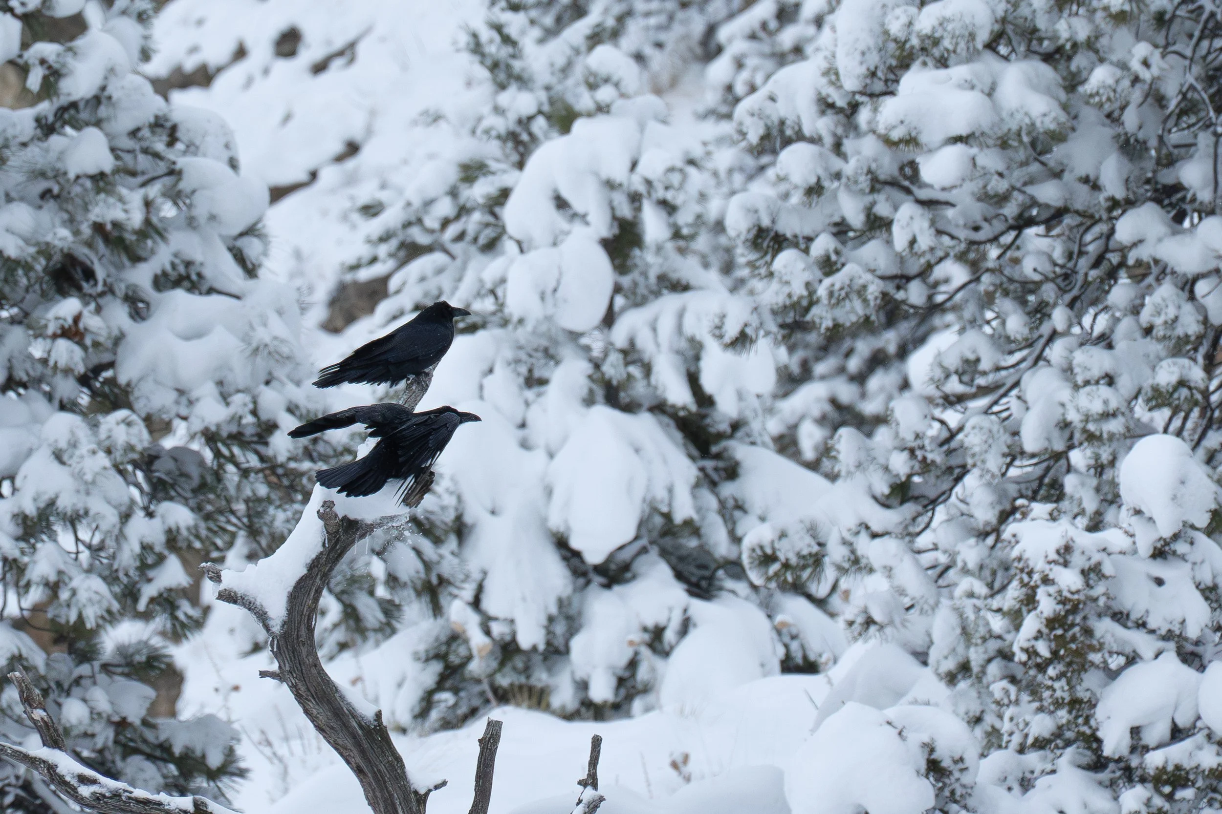 Raven landed after hopping over other.jpg