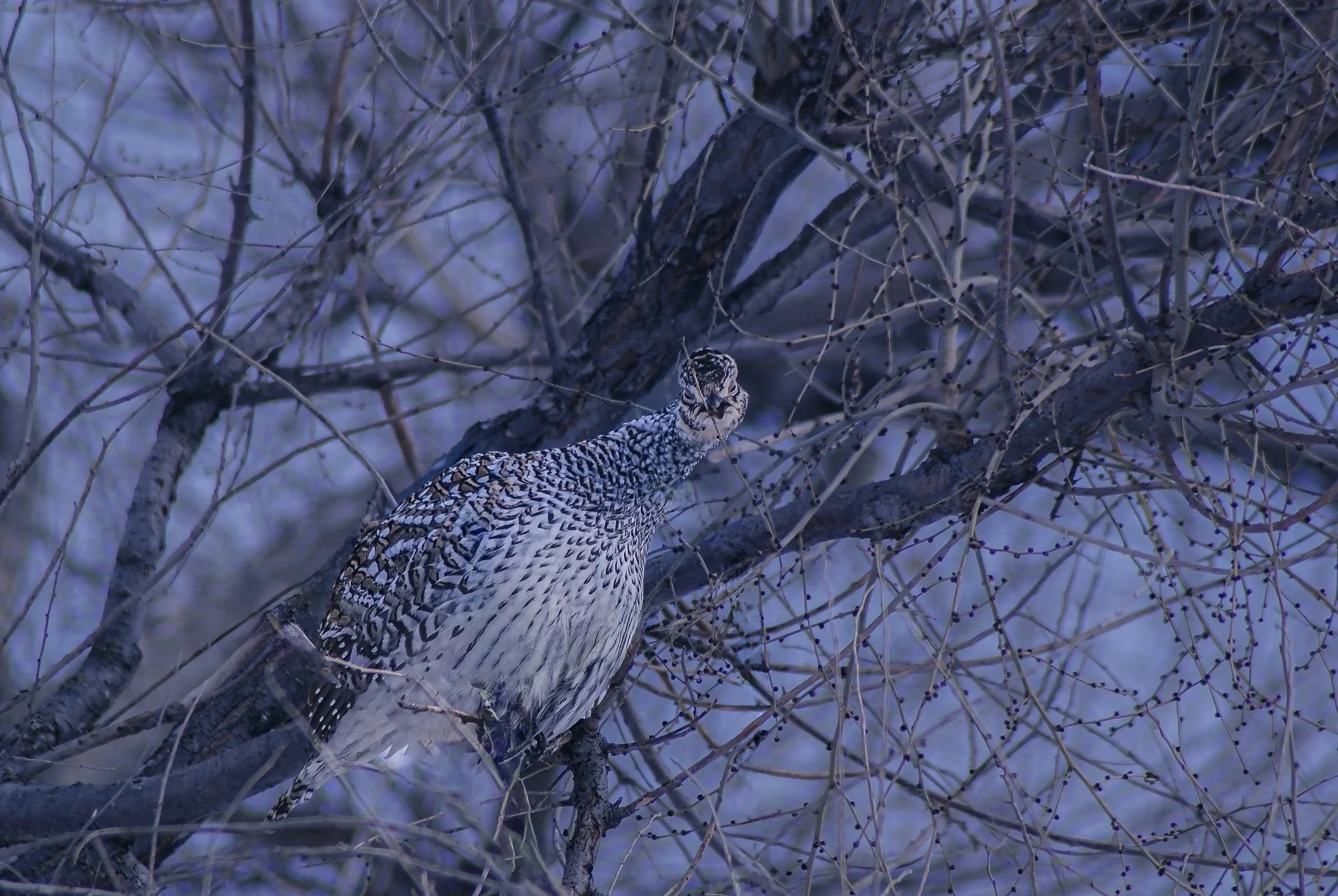 Grouse eating leaf seed.jpg