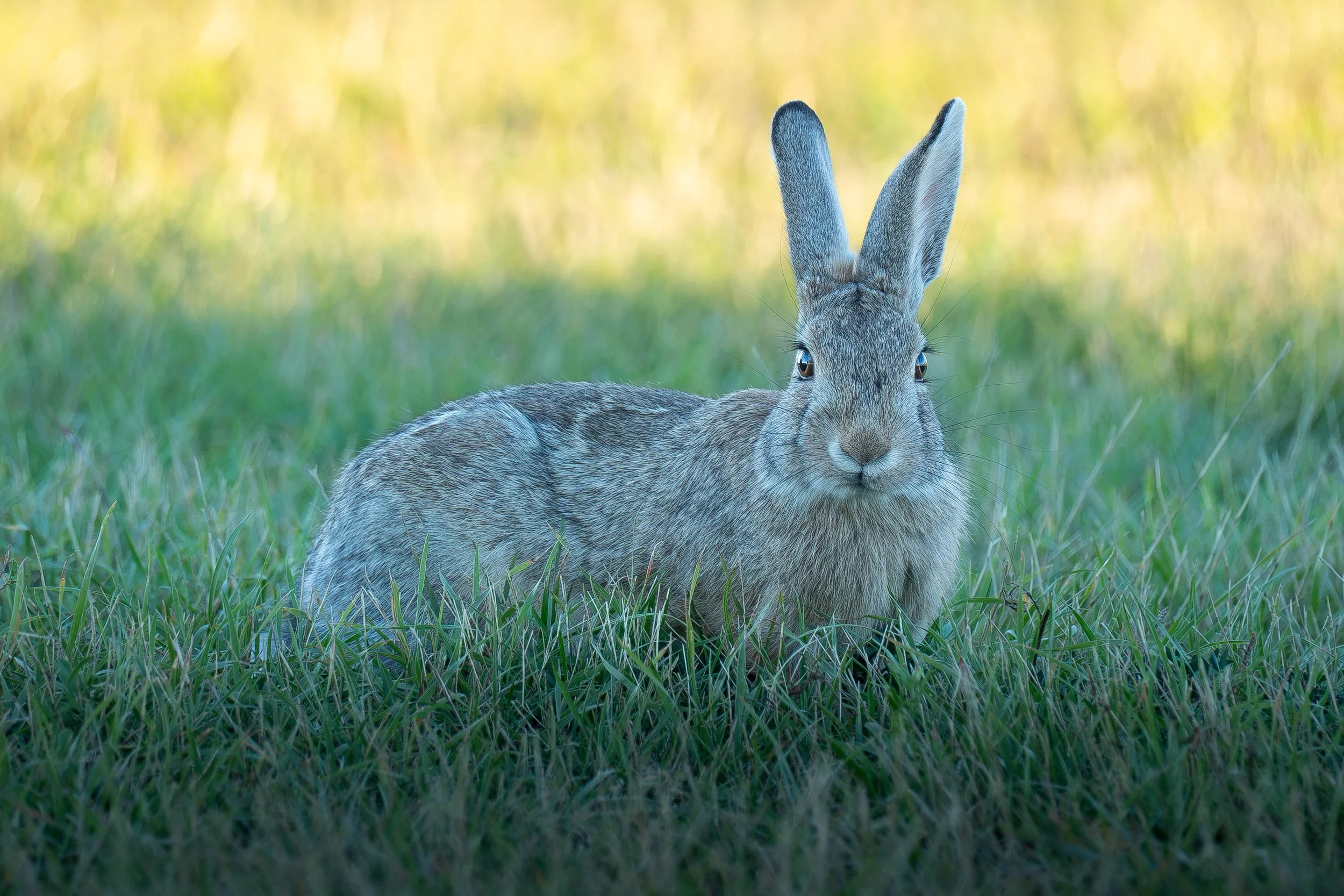 BackwoodsBoundPhotography/2026/BunnyInTheShade