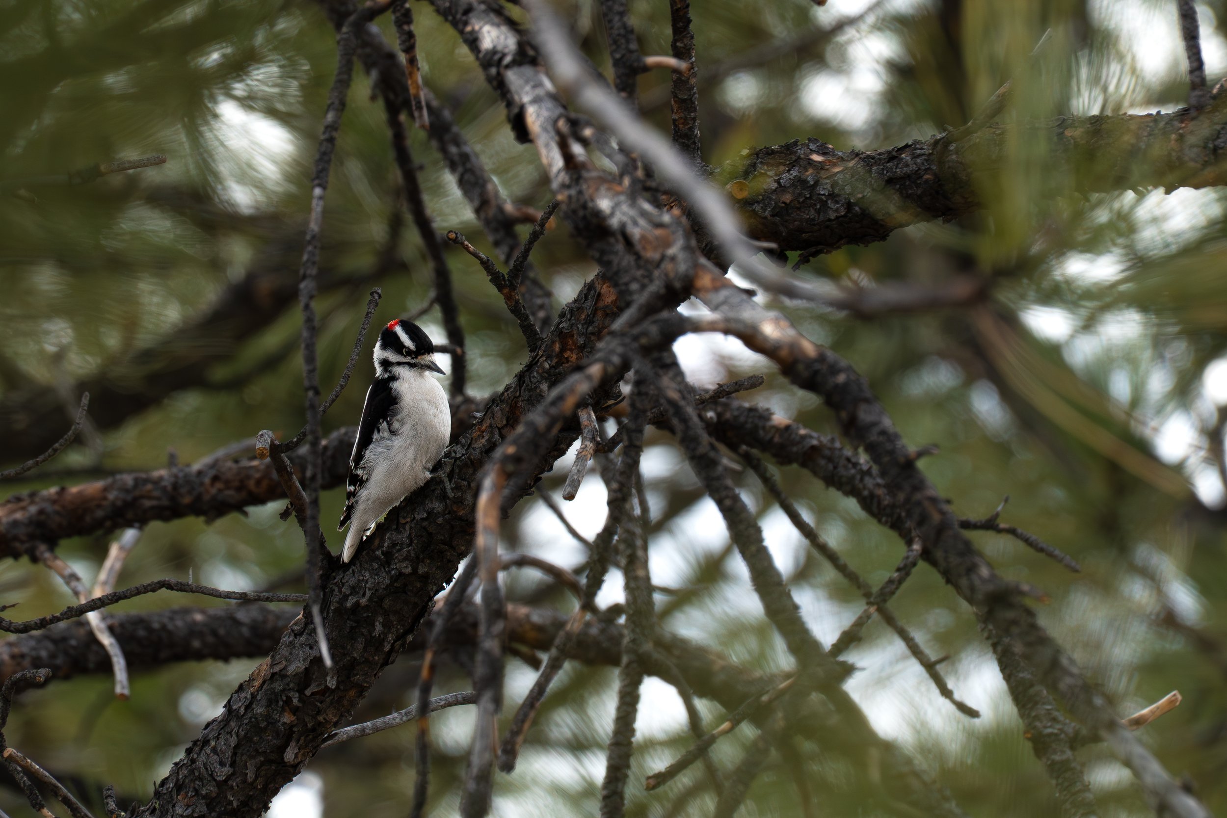 Woodpecker looking down at tree with green surrounding it.jpg
