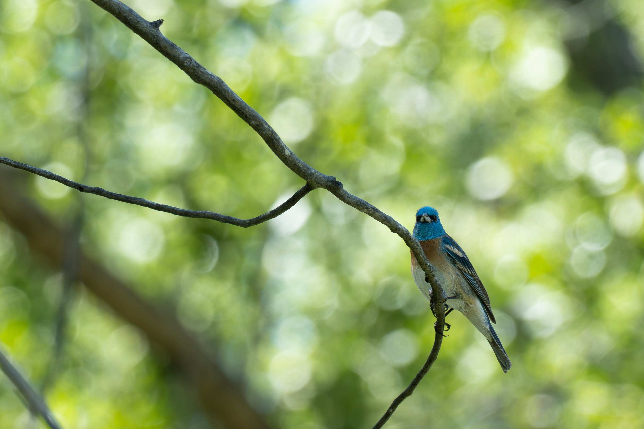 A. Lazuli Bunting sitting green background best.jpg