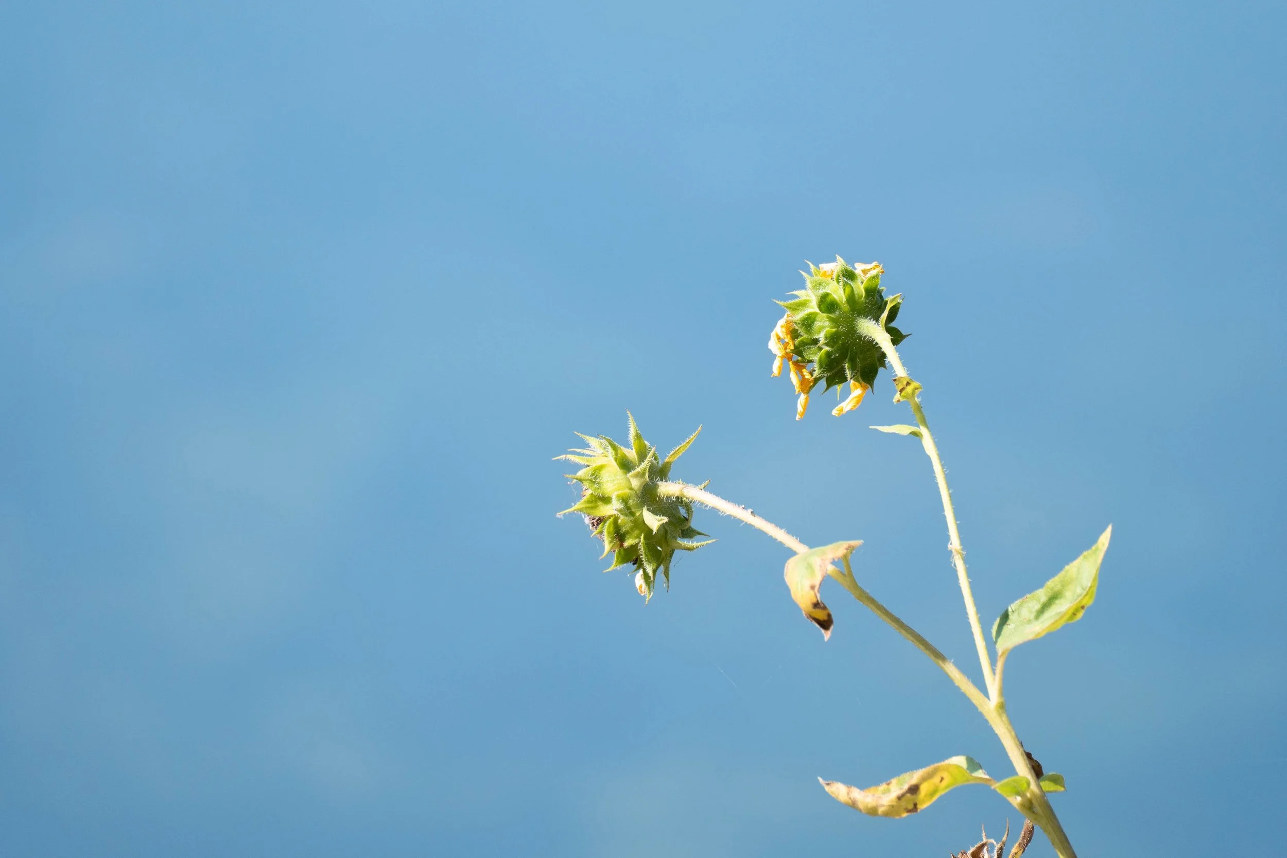 BackwoodsBoundPhotography/2026/SunfloweroverWater