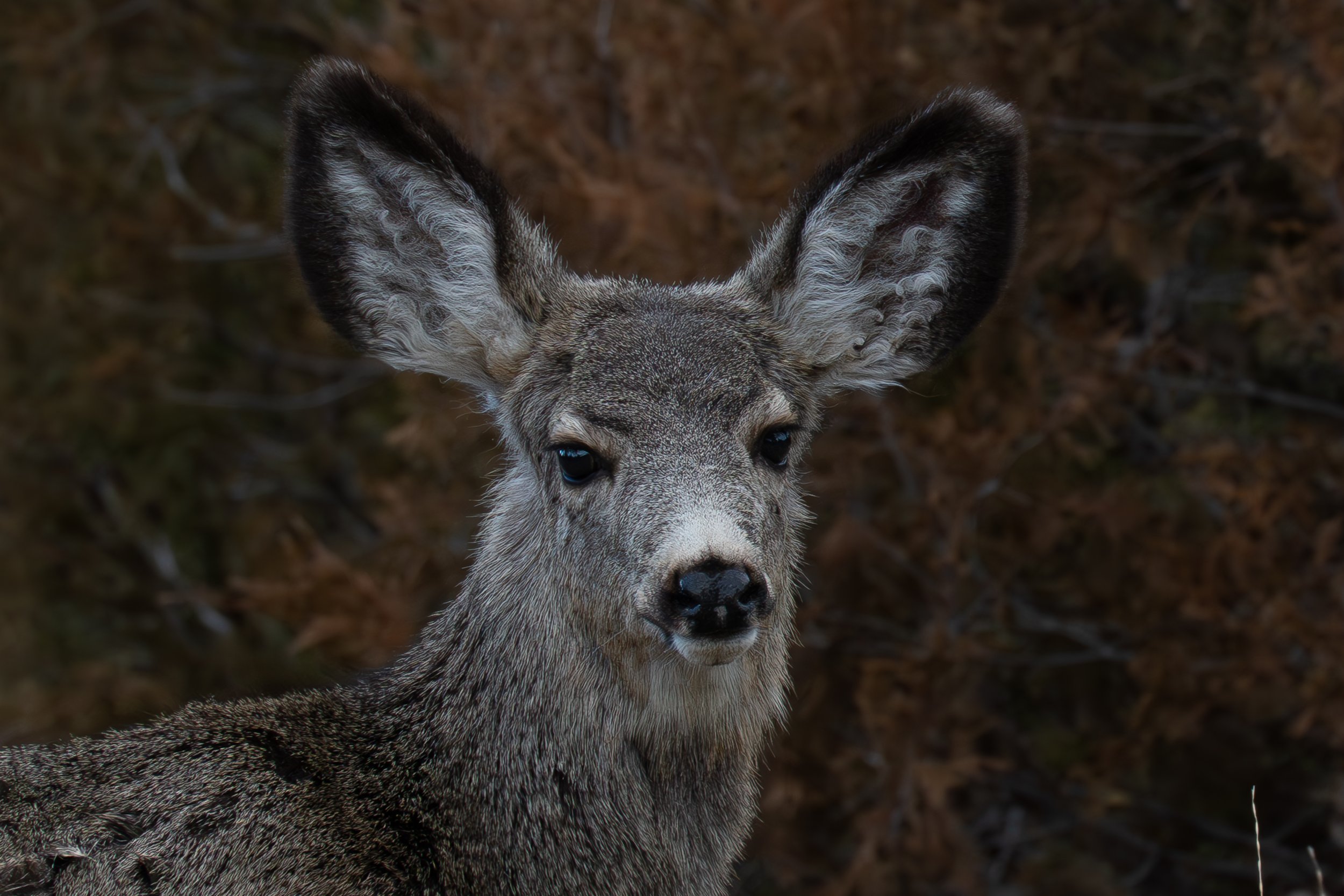 Closeup of mule deer doe head.jpg