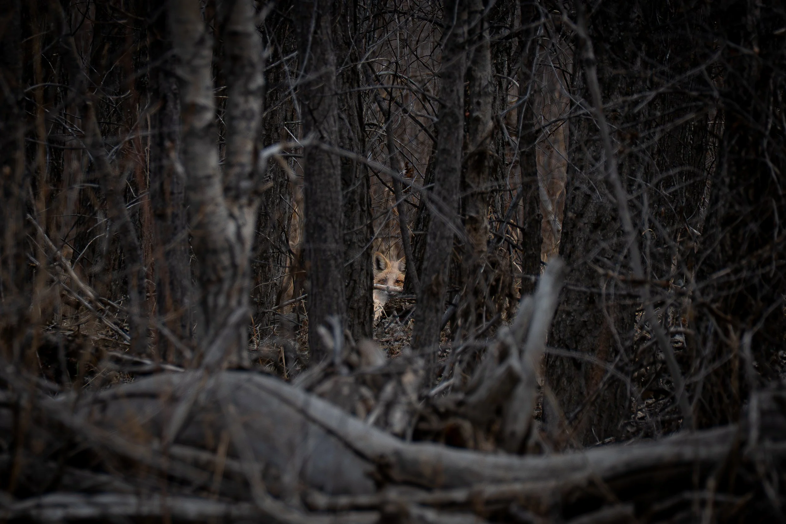 Fox through trees.jpg