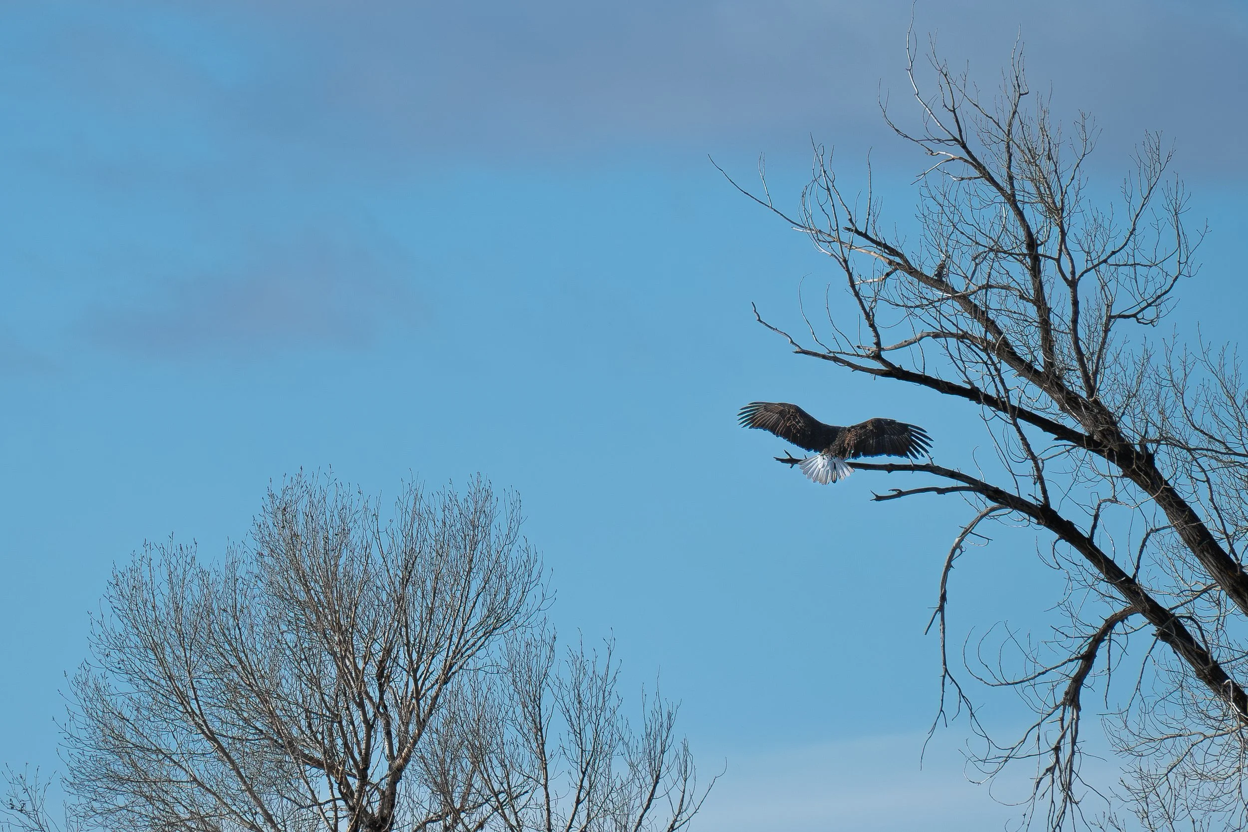 Eagle with wings stretched.jpg