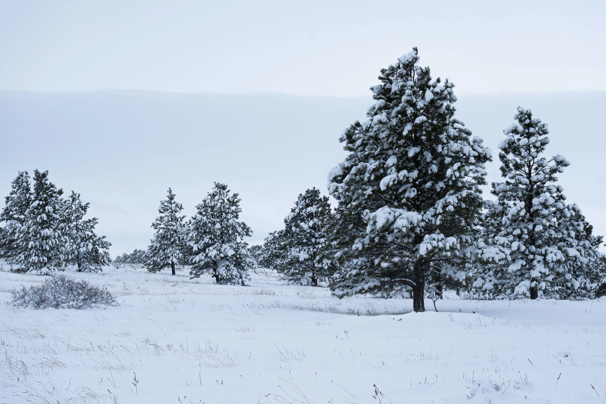Winter wonderland multiple trees.jpg