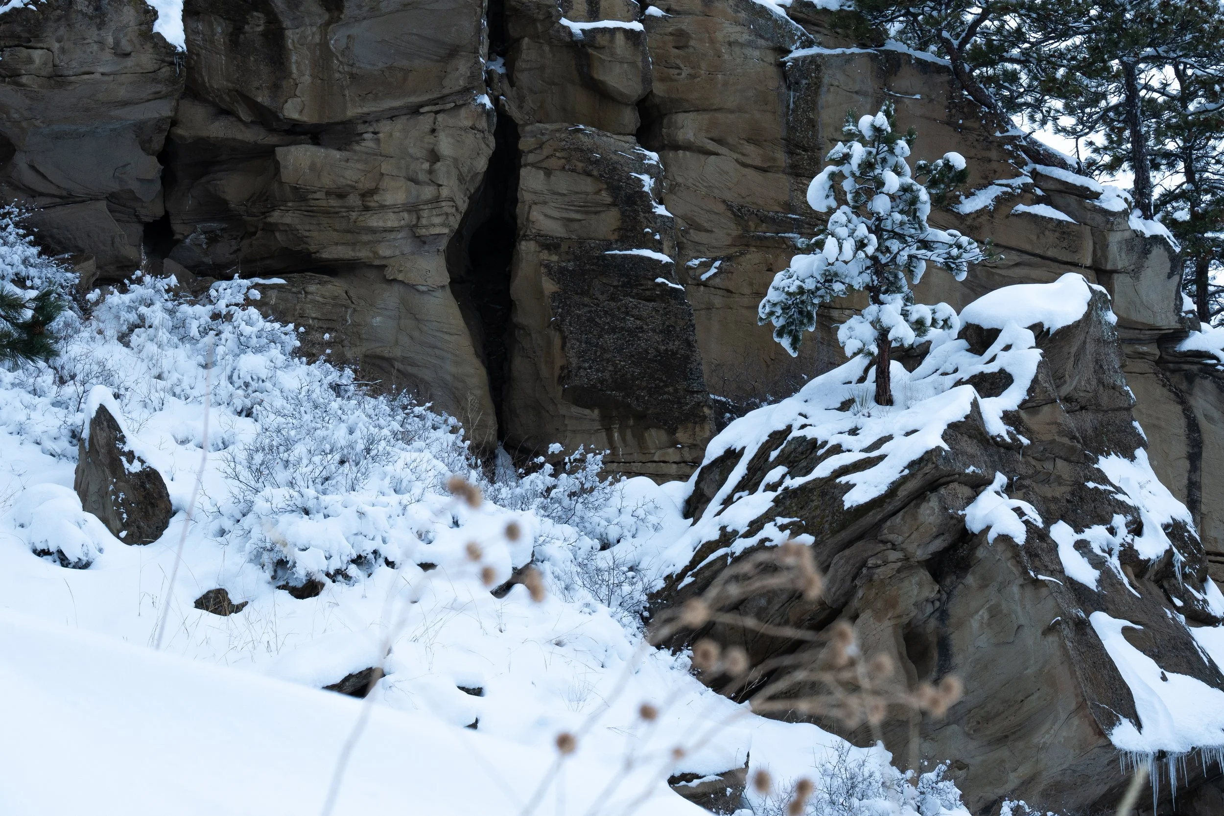 Winter with wilted plants and tree on rock.jpg