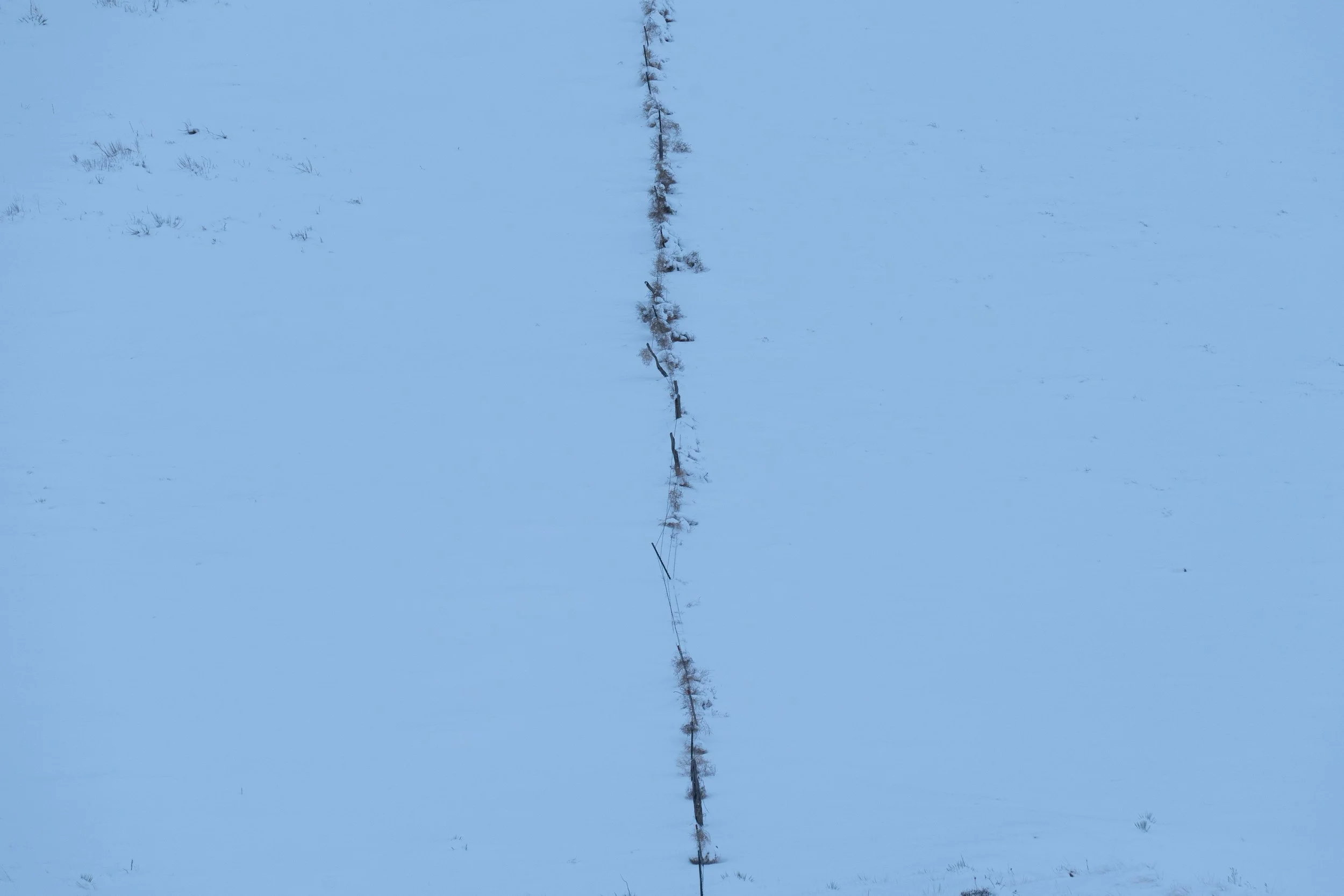 Winter dark fenceline.jpg