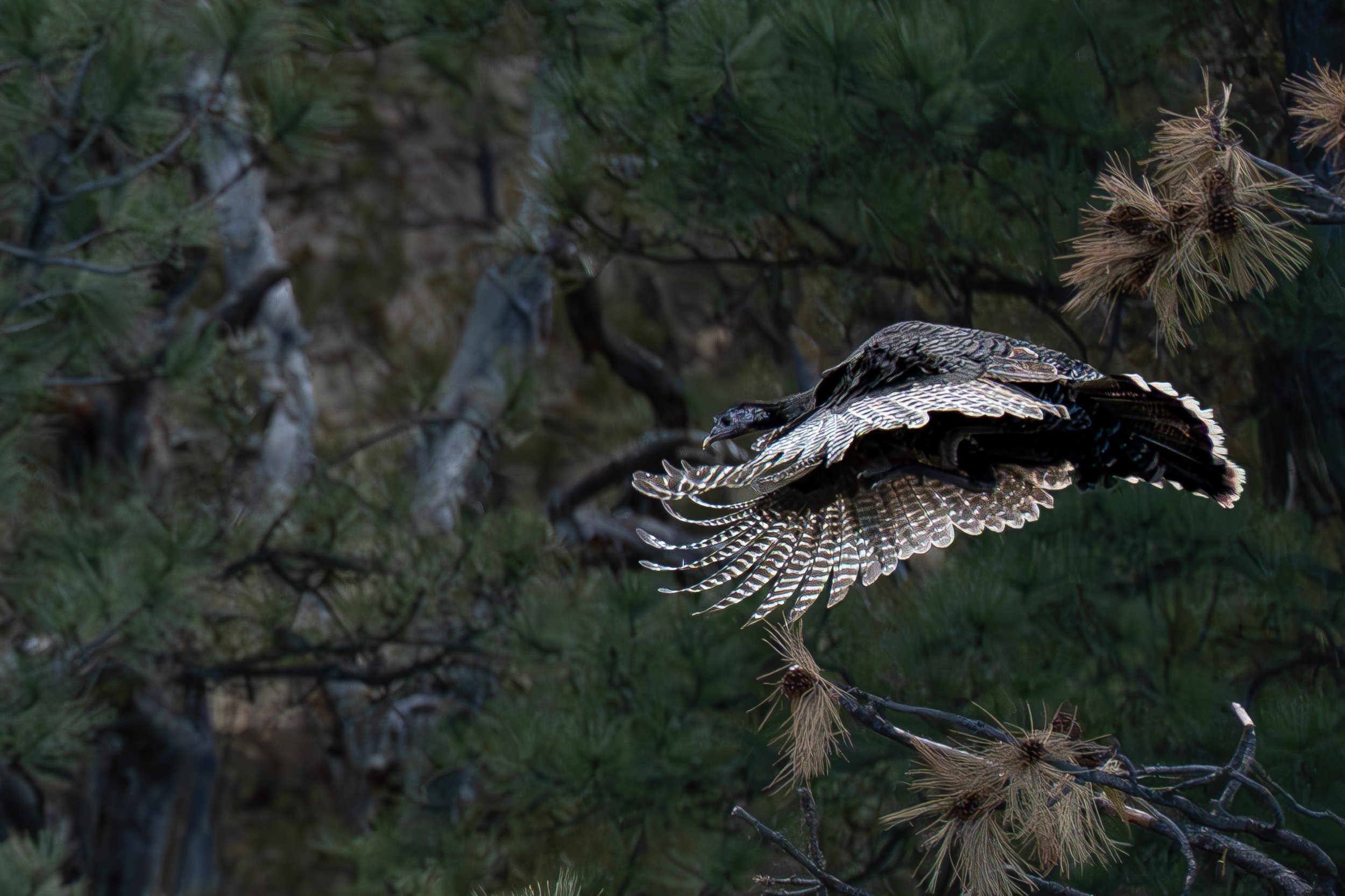 Closeup of turkey flying off tree.jpg