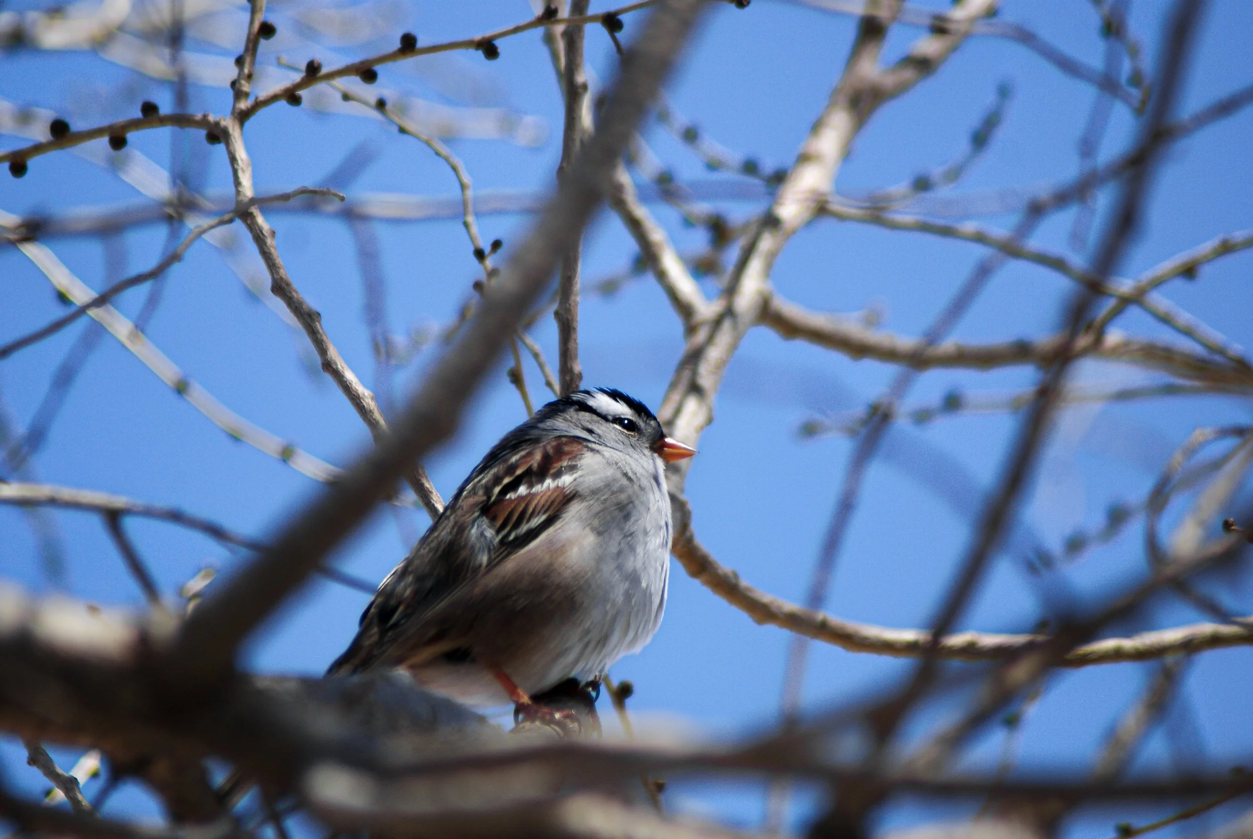 White-Crowned Sparrow on a Branch