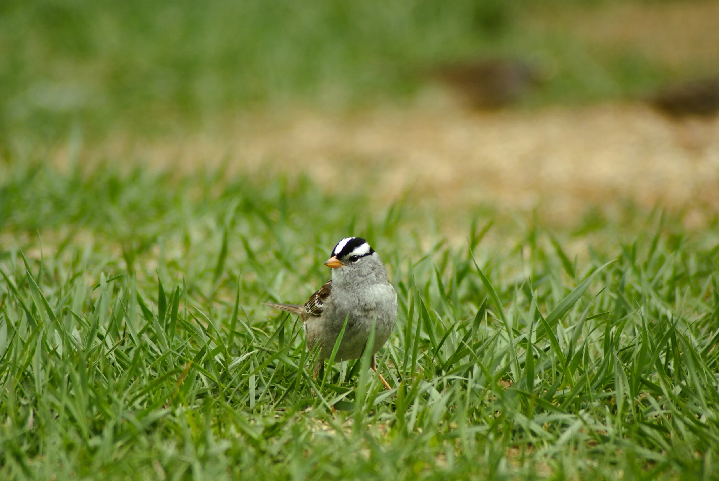 A White-Crowned Sparrow Standing in Grass