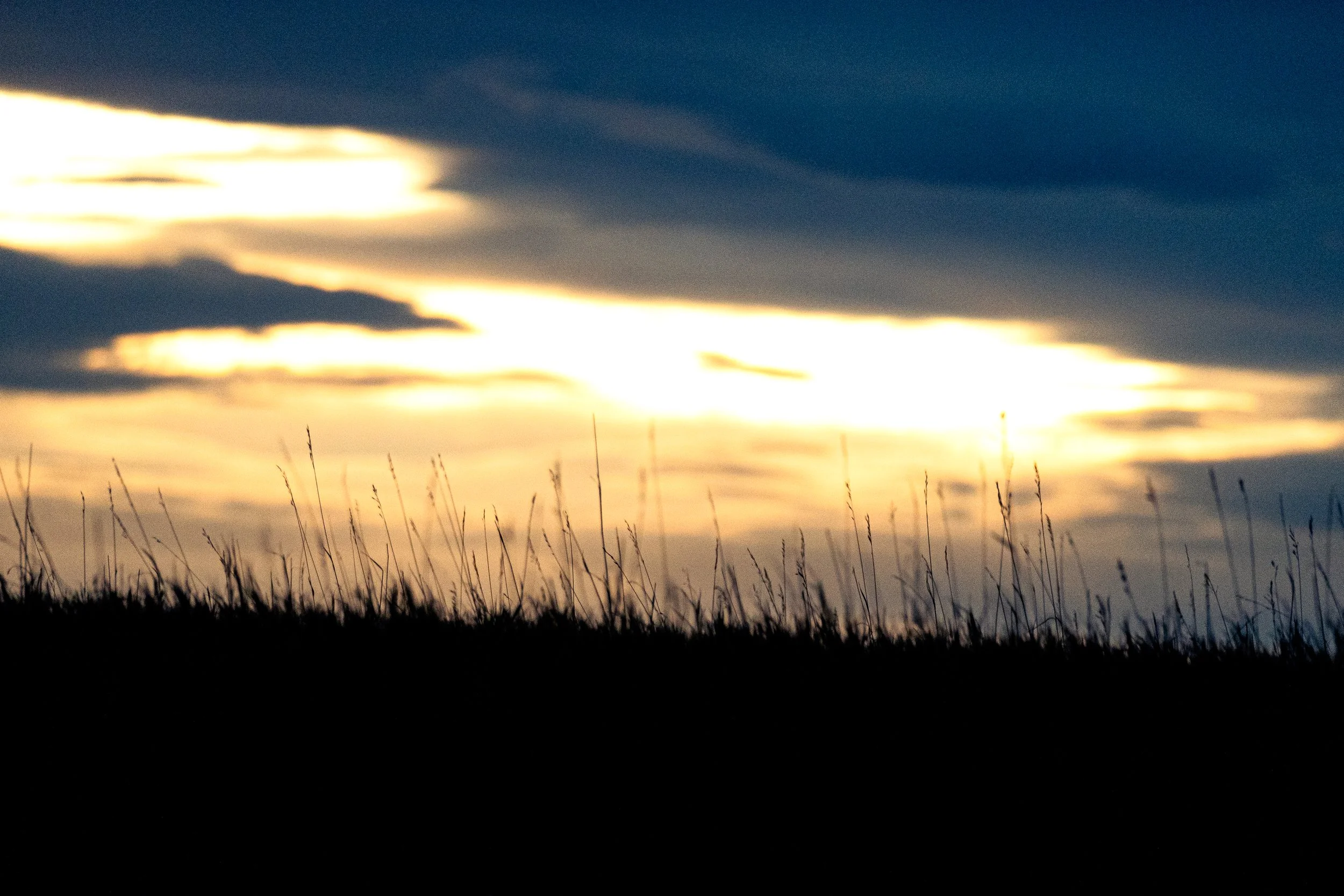 More Sunset Grass.jpg