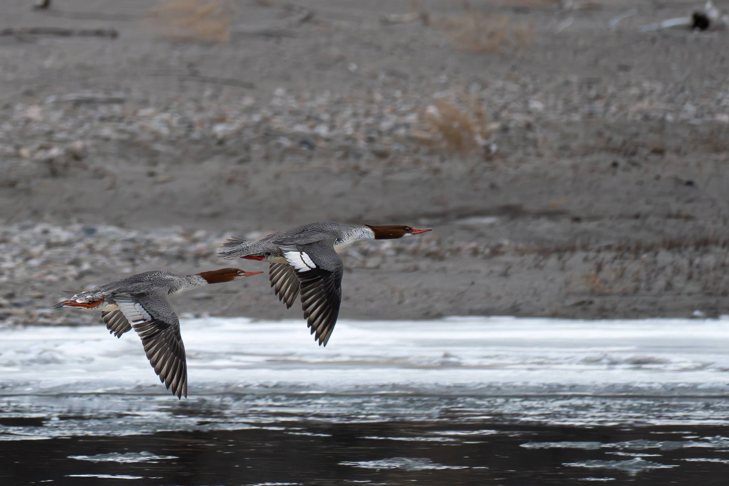 Mergandser pair flying best.jpg