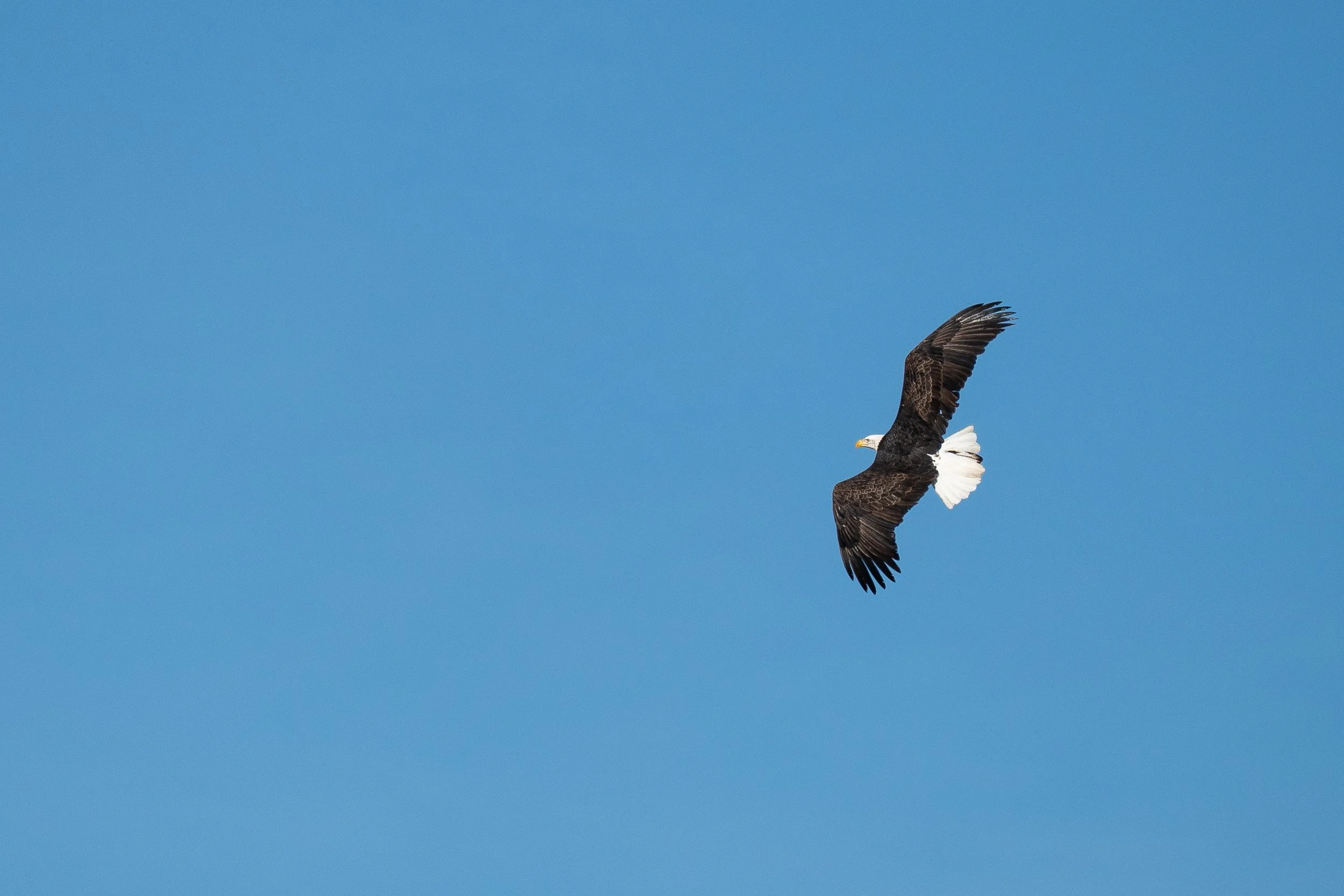 BackwoodsBoundPhotography/2026/EagleinFlight