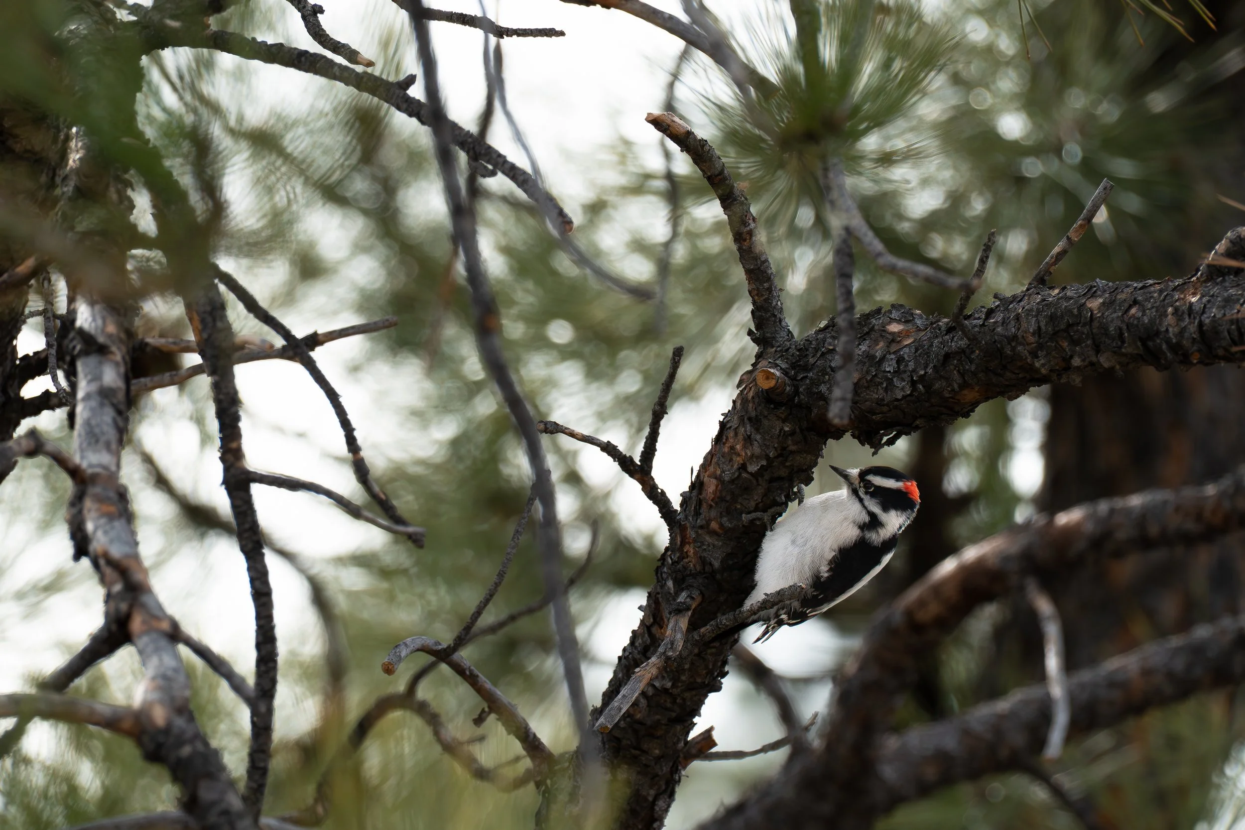 Woodpecker hanging upside down.jpg