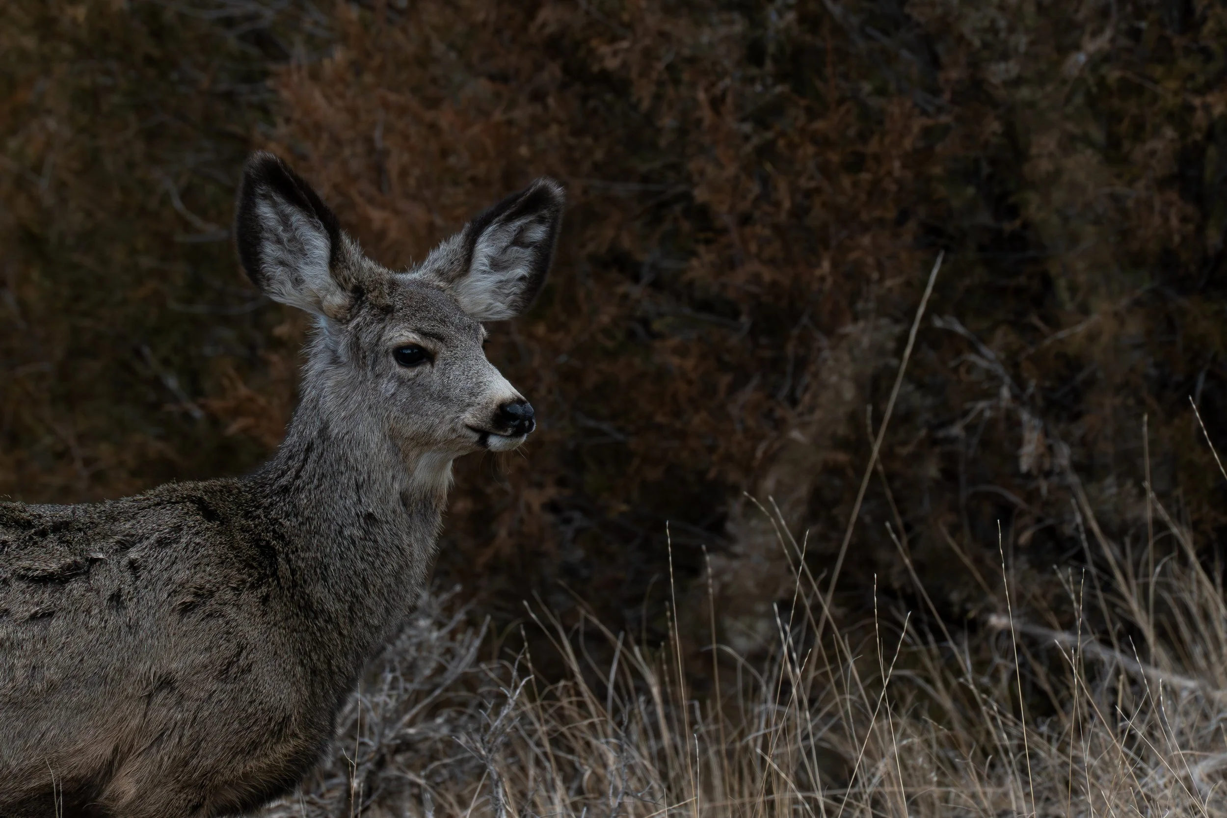 Mule deer looking right.jpg
