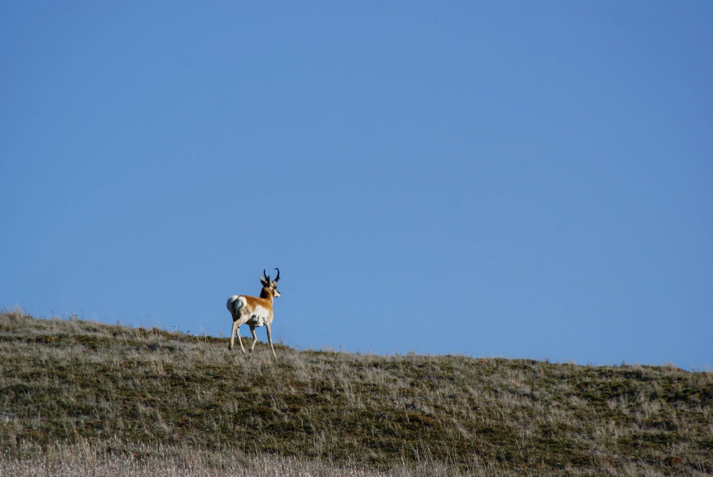 Antelope walking up hill.jpg