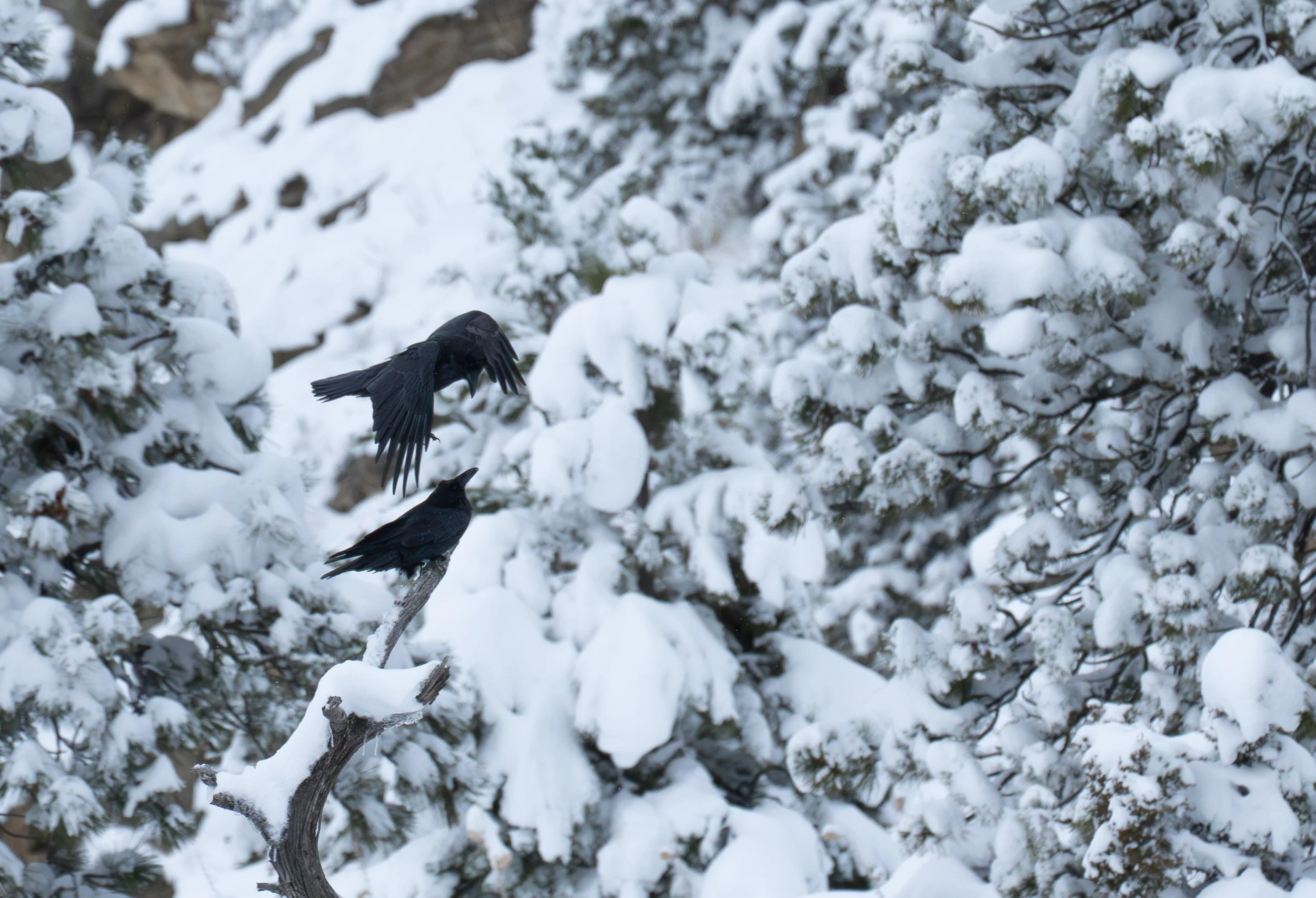 Raven hoping over other raven.jpg