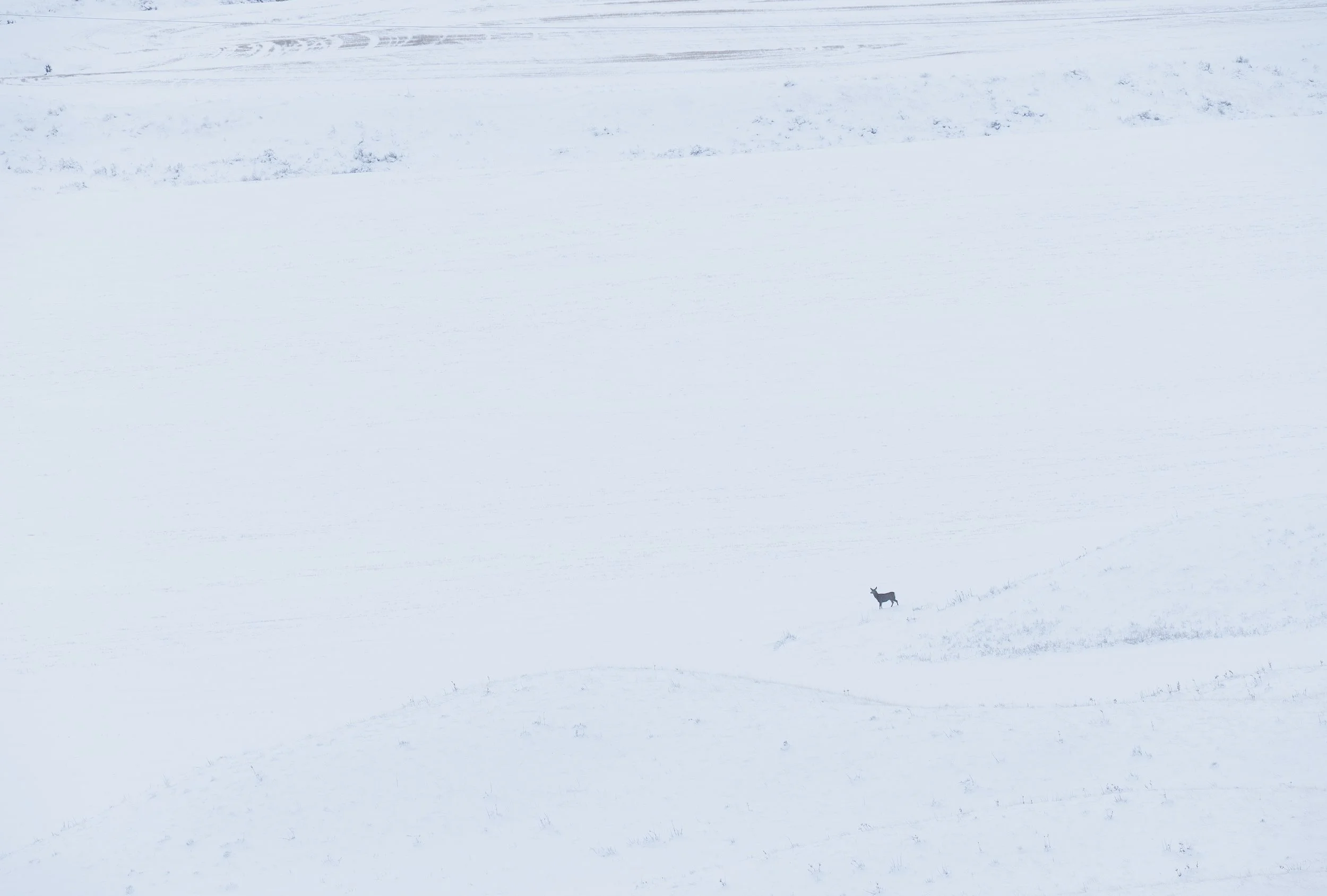 Deer solo standing alone.jpg