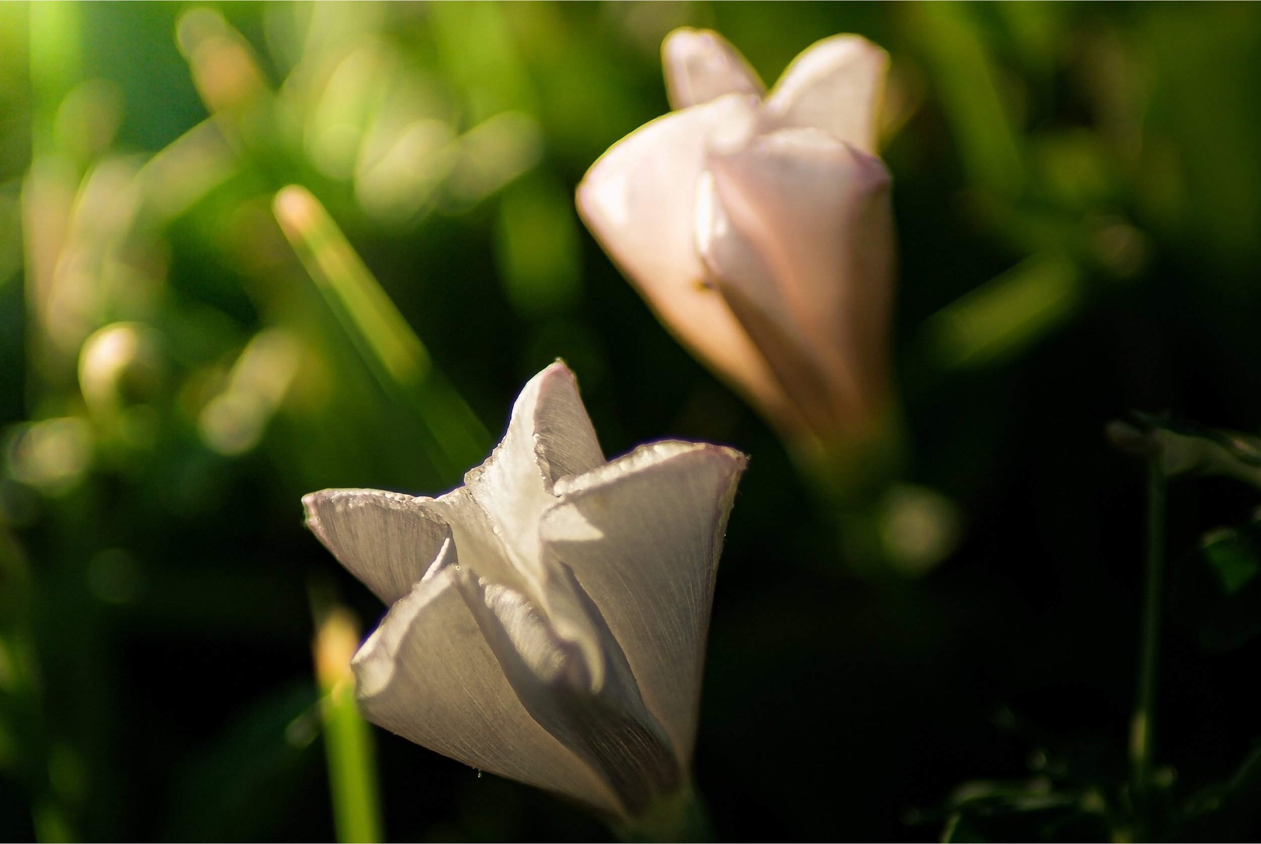 A Close-up of Field Bindweed