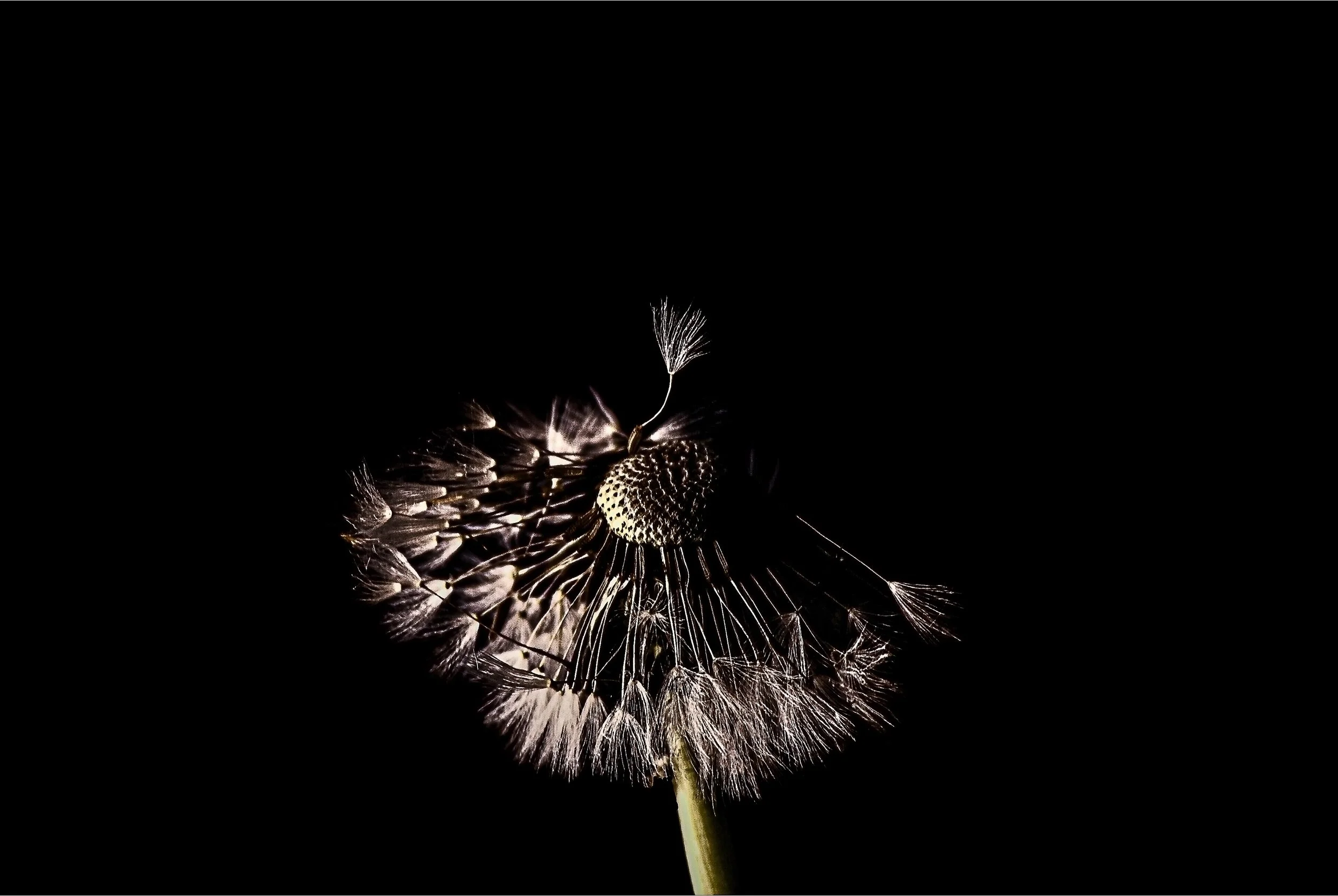 Damaged Dandelion