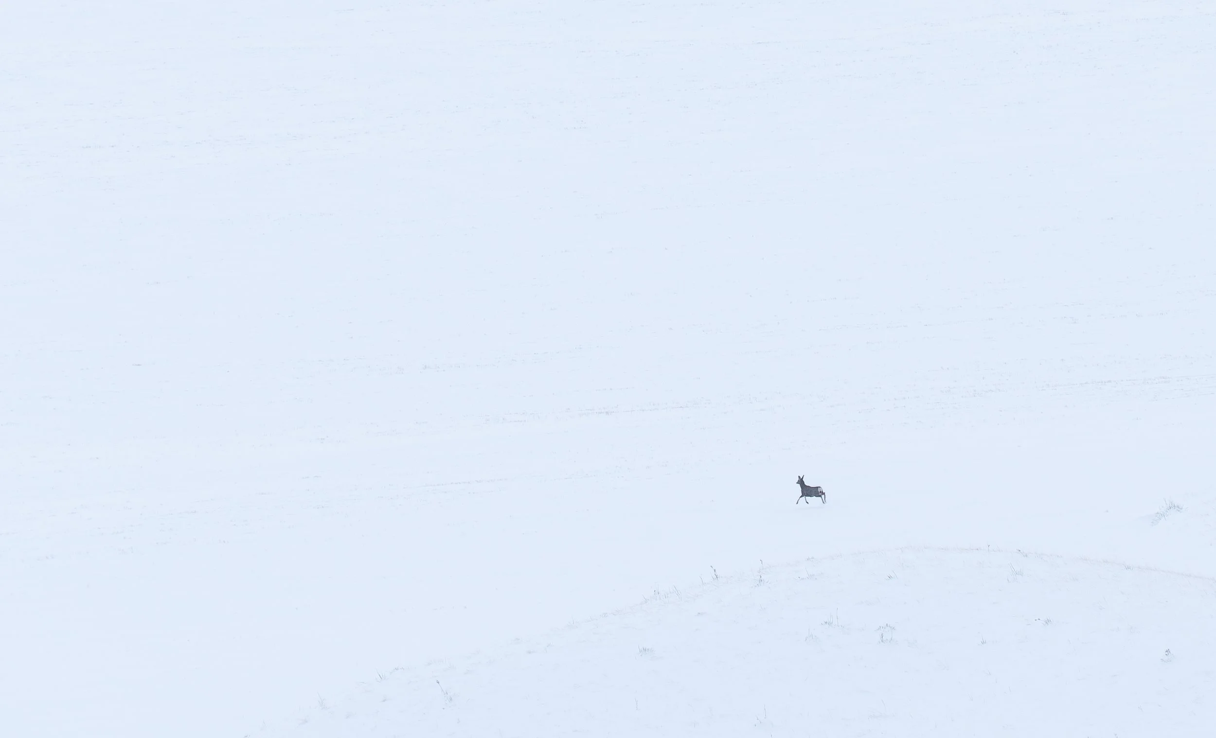 Deer solo jumping good.jpg