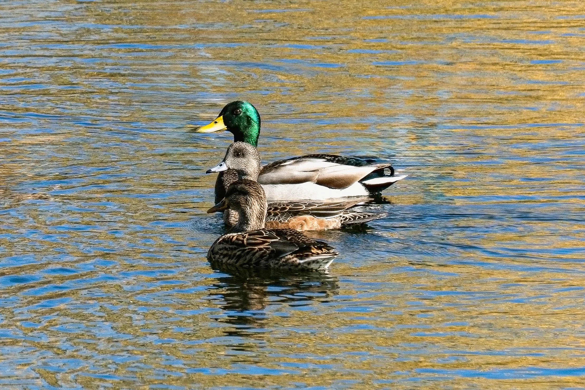 Mallard wigeon mallard.jpg