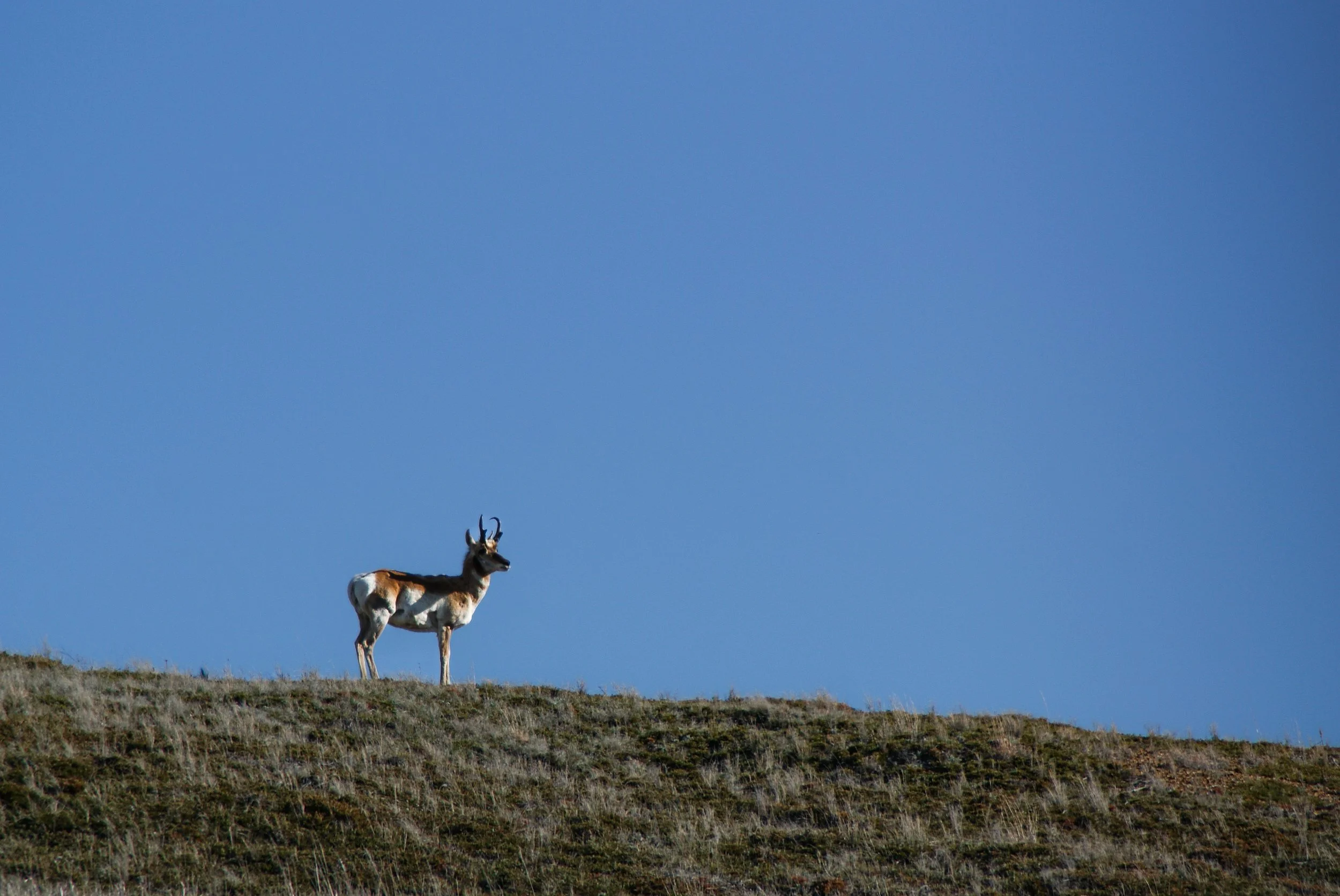 An Antelope on a Hill