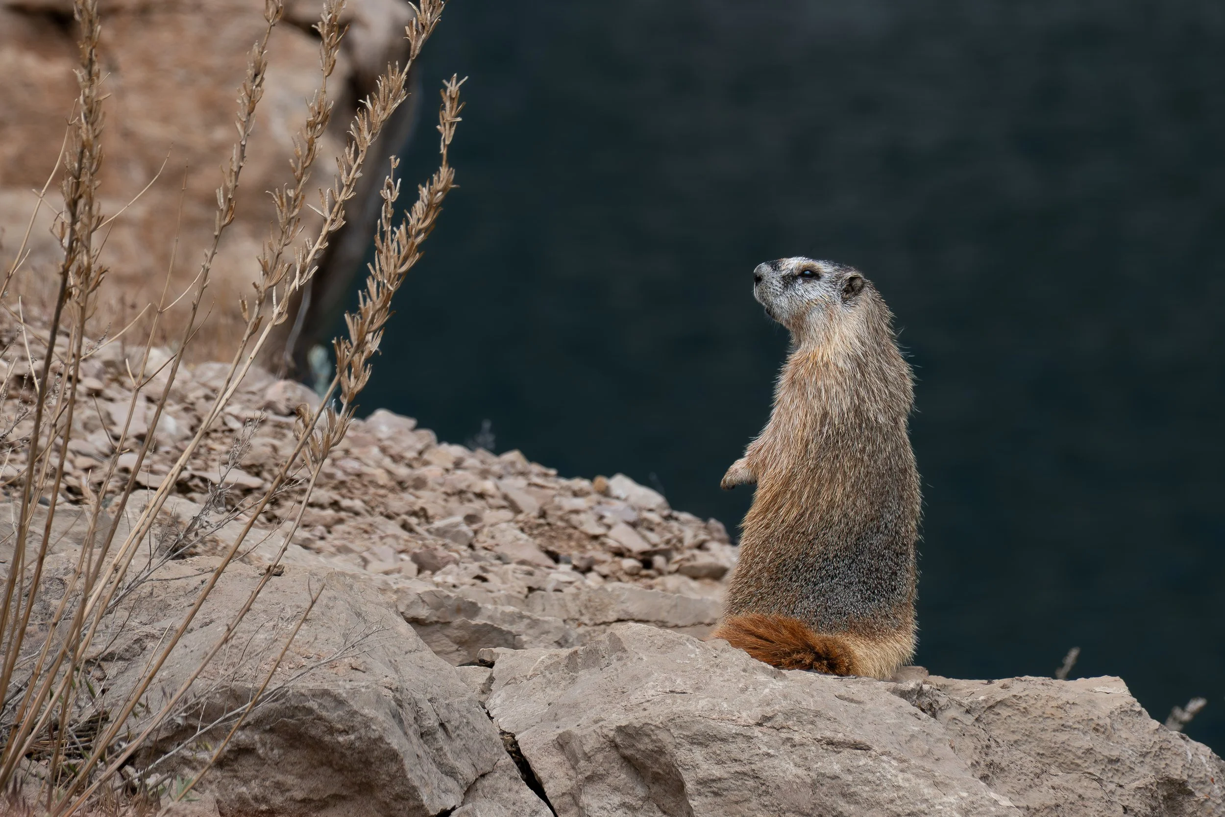B. Marmot on cliff edge look at me.jpg