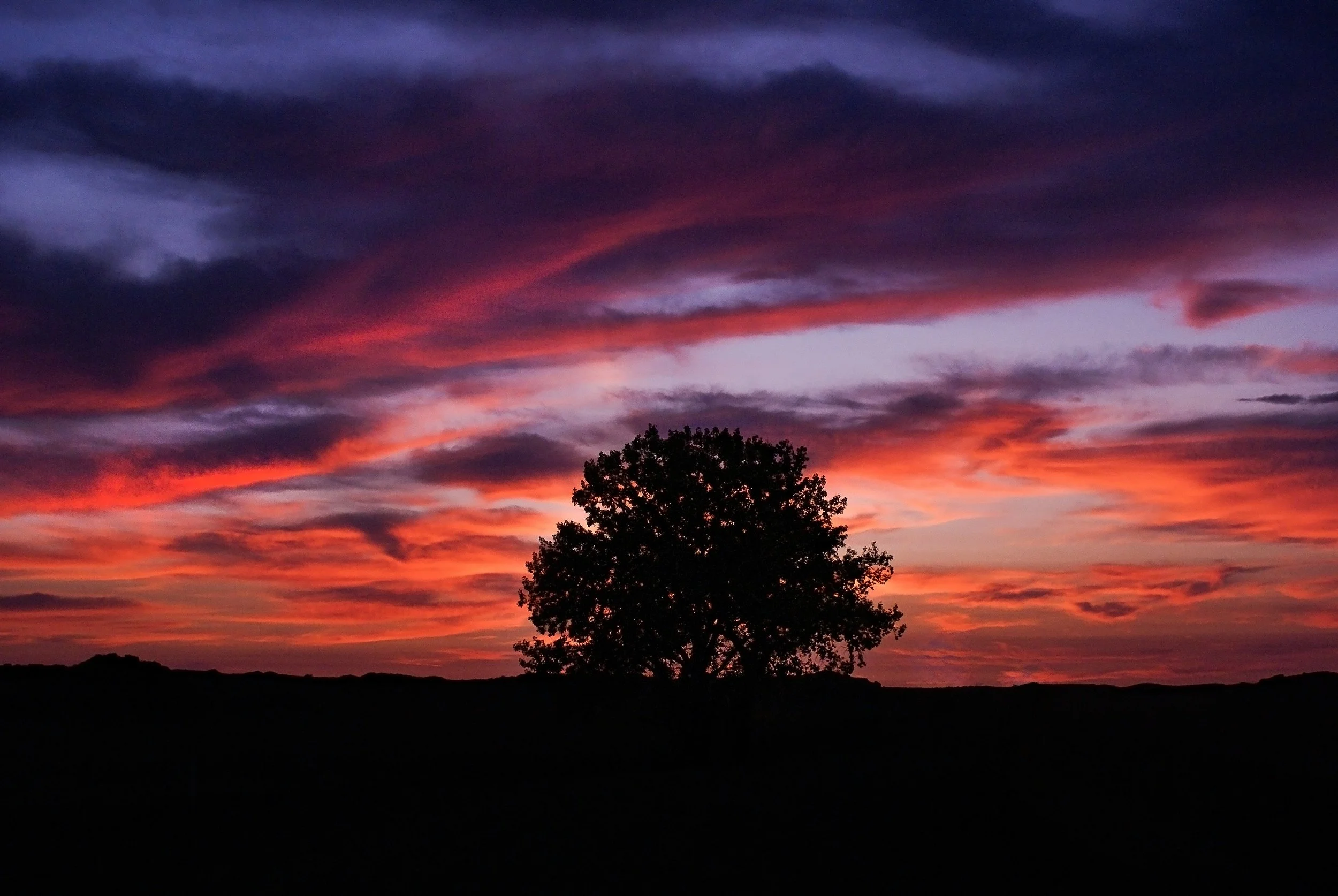 tree in sunset.jpg