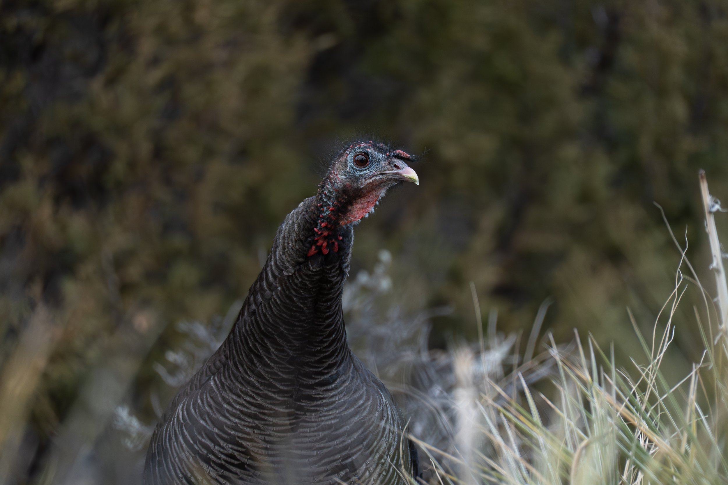 Turkey looking to right.jpg