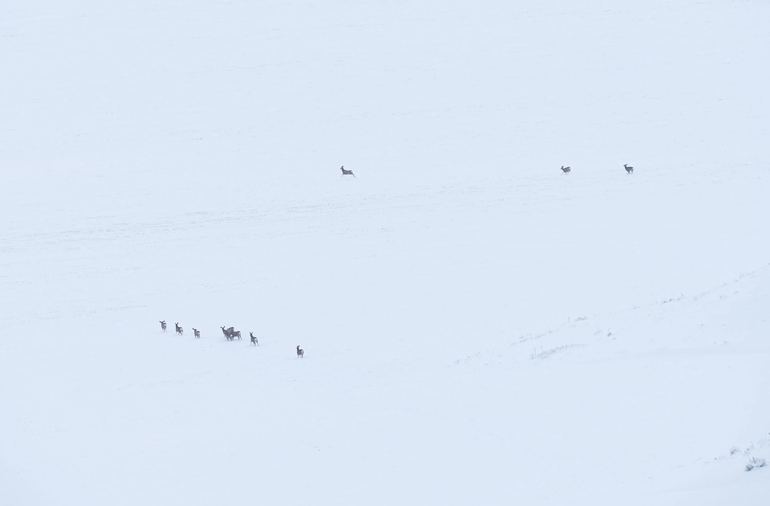 Deer trio and deer group in same photo.jpg