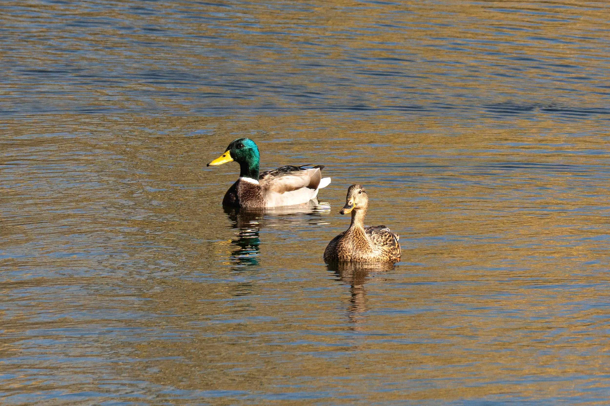 Mallard Pair