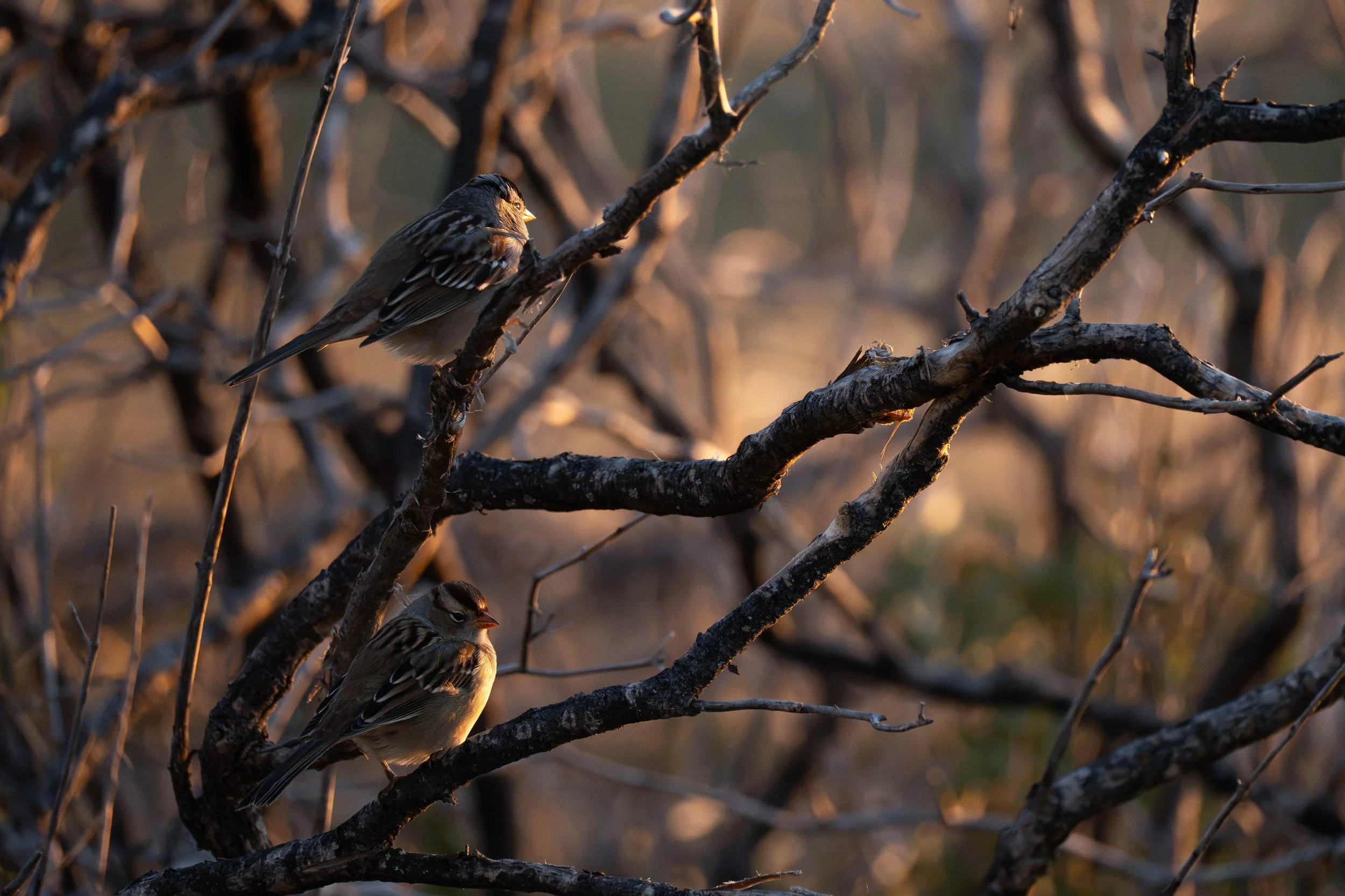 BackwoodsBoundPhotography/2026/WhiteCrownedSparrows