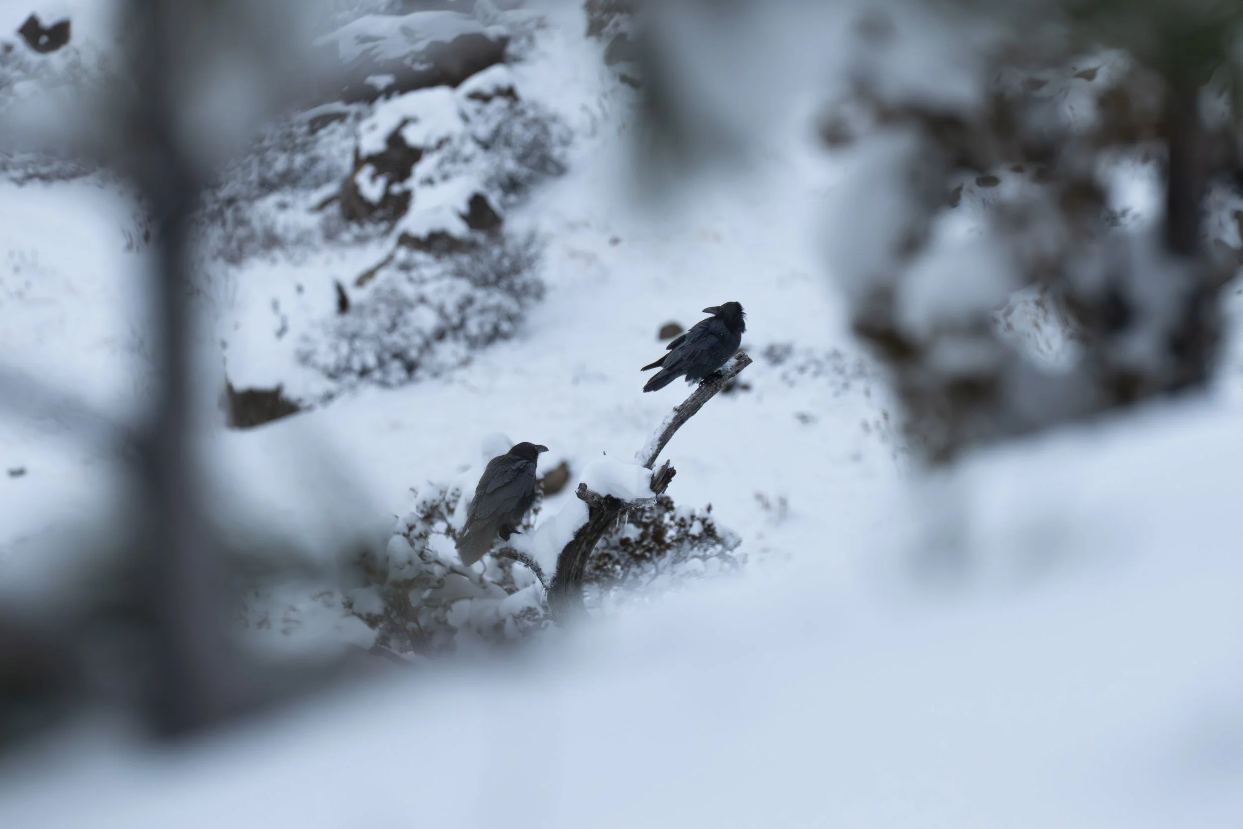 Ravens through tree.jpg