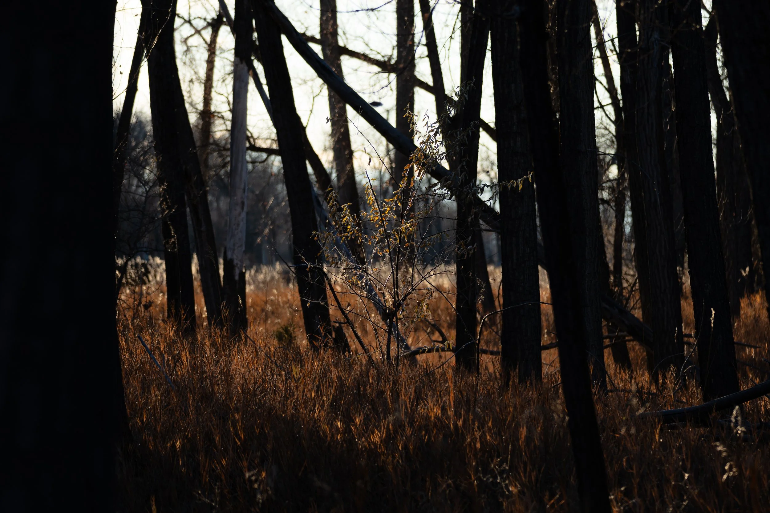 A Small Tree in the Sunlight