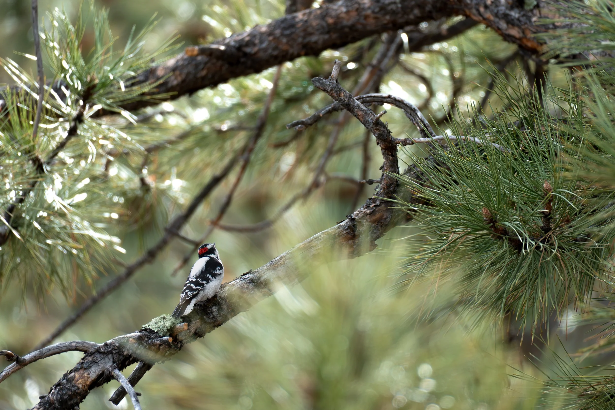 Woodpecker looking up on sunlit branch with green background.jpg