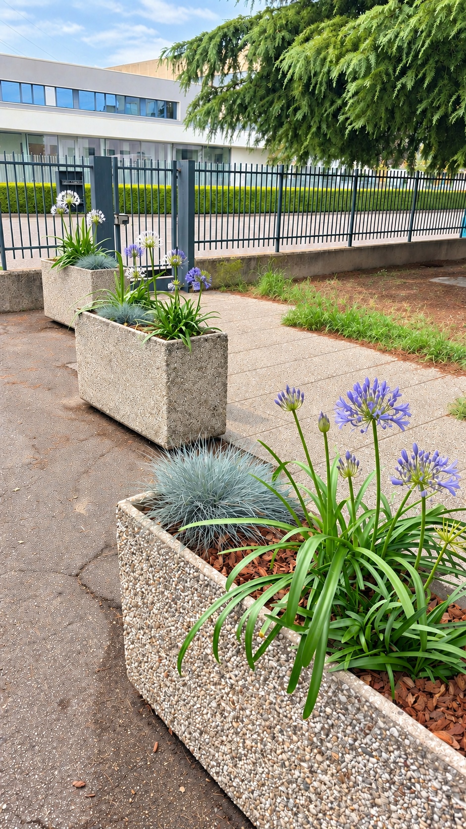 Rendering, fioritura Agapanthus