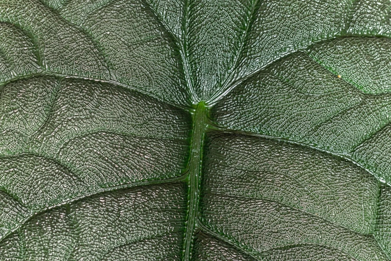 WhatsApp Image 2026-01-12 at 22.01.00 (1).jpeg